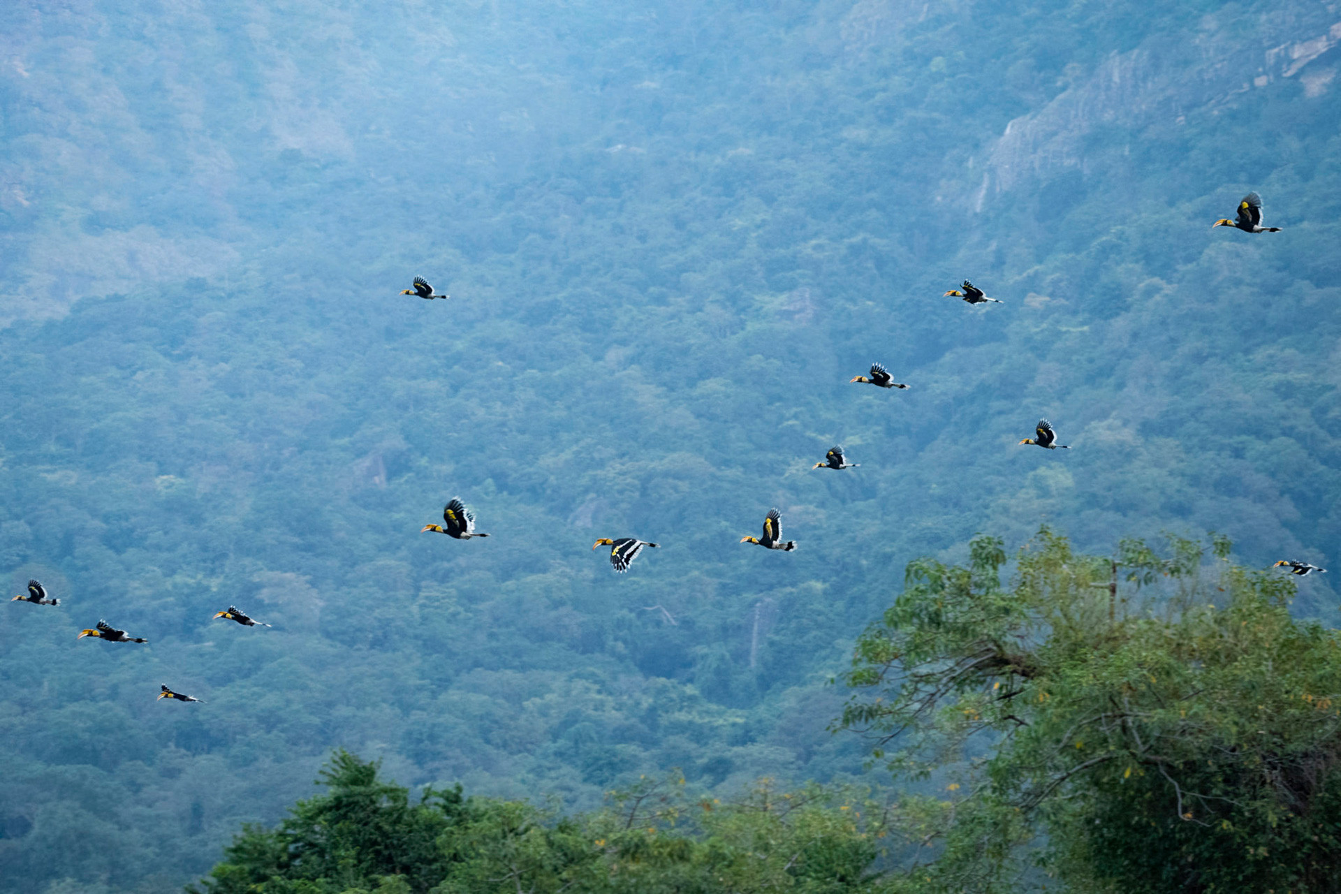 A flock of Great Indian Hornbills flying in the Anamalai Tiger Reserve in Tamil Nadu