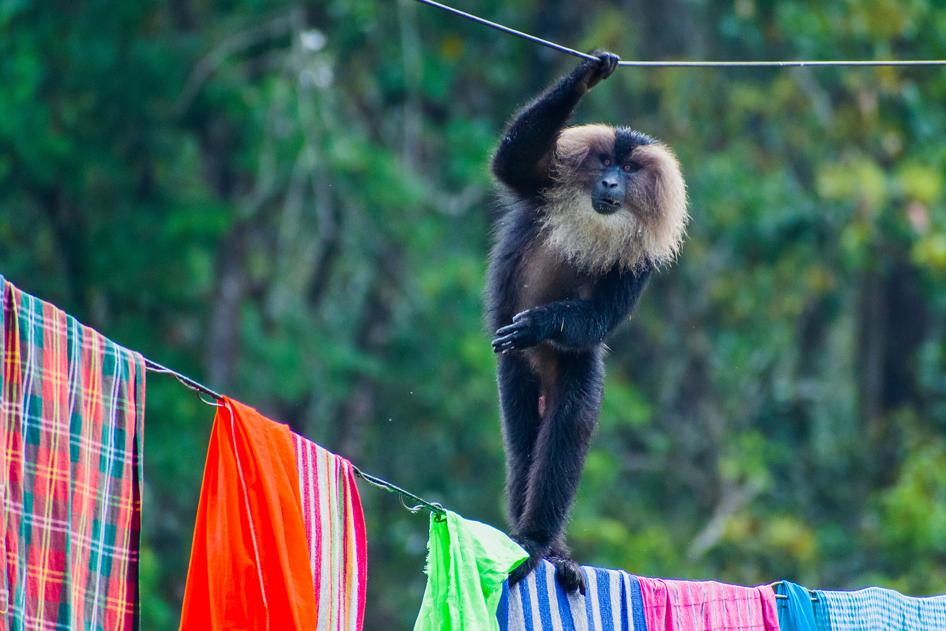A lion tailed macaque near a house in Valparai