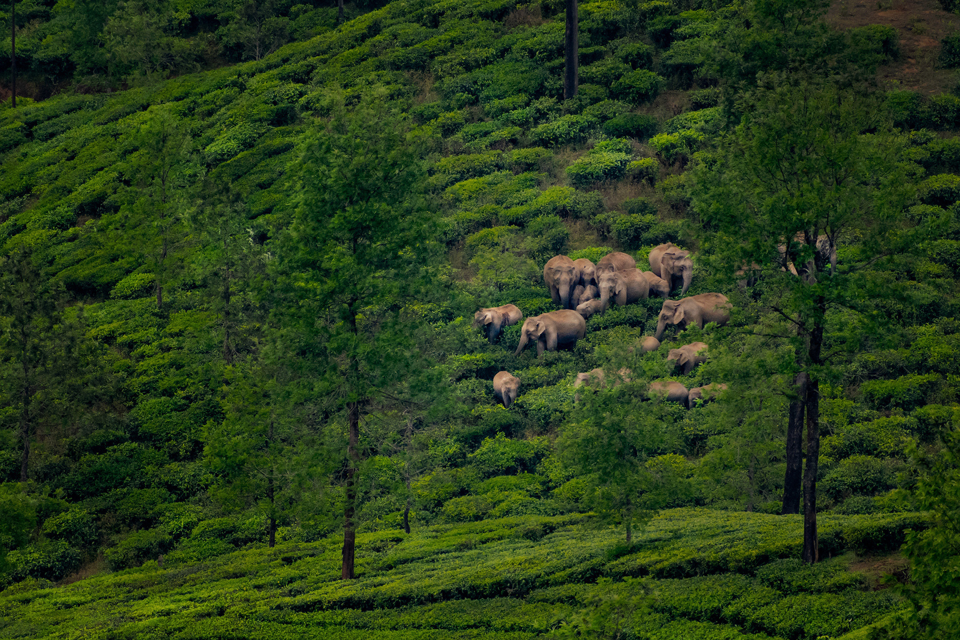 A herd of elephants feeding in a tea estate in Valparai, Tamil Nadu