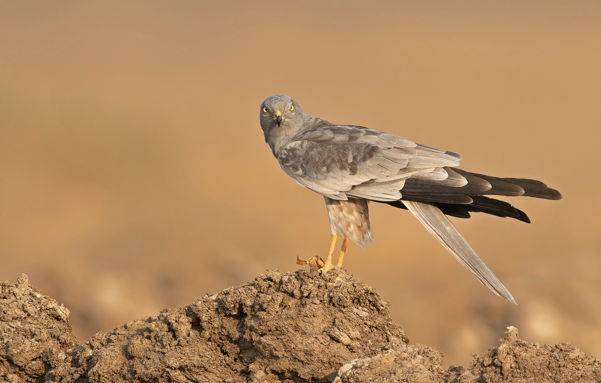 Montagu's Harrier in Little Rann of Kutch