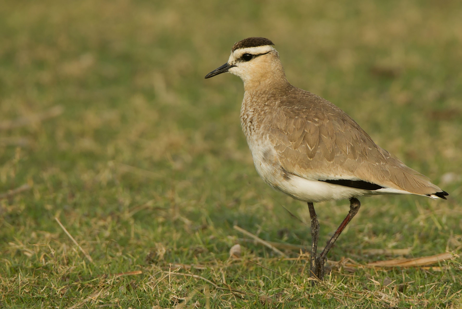 Sociable Lapwing critically endangered bird in Little Rann of Kutch Gujarat