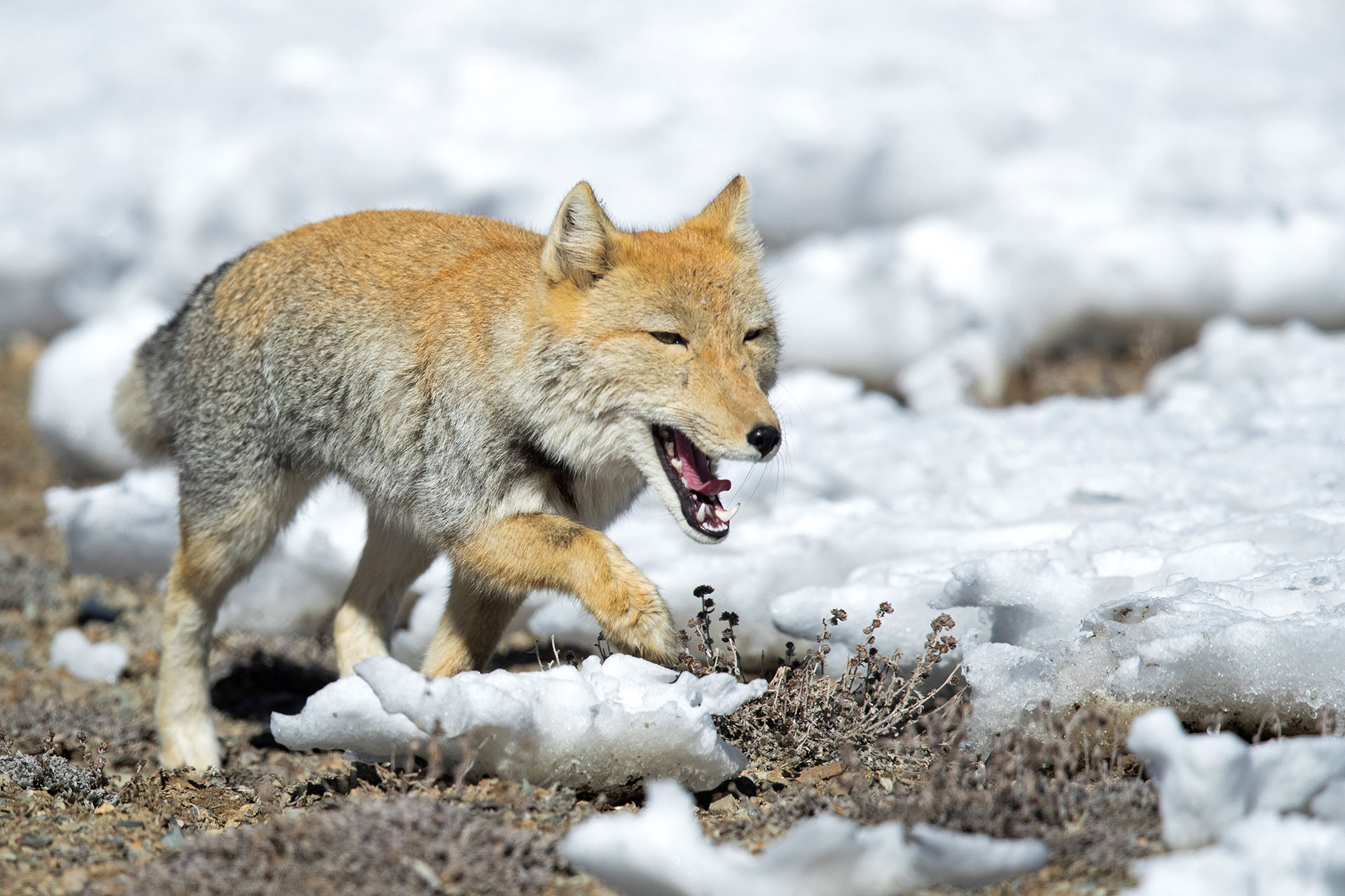 Tibetan Sand Fox running on snow in the Himalayas