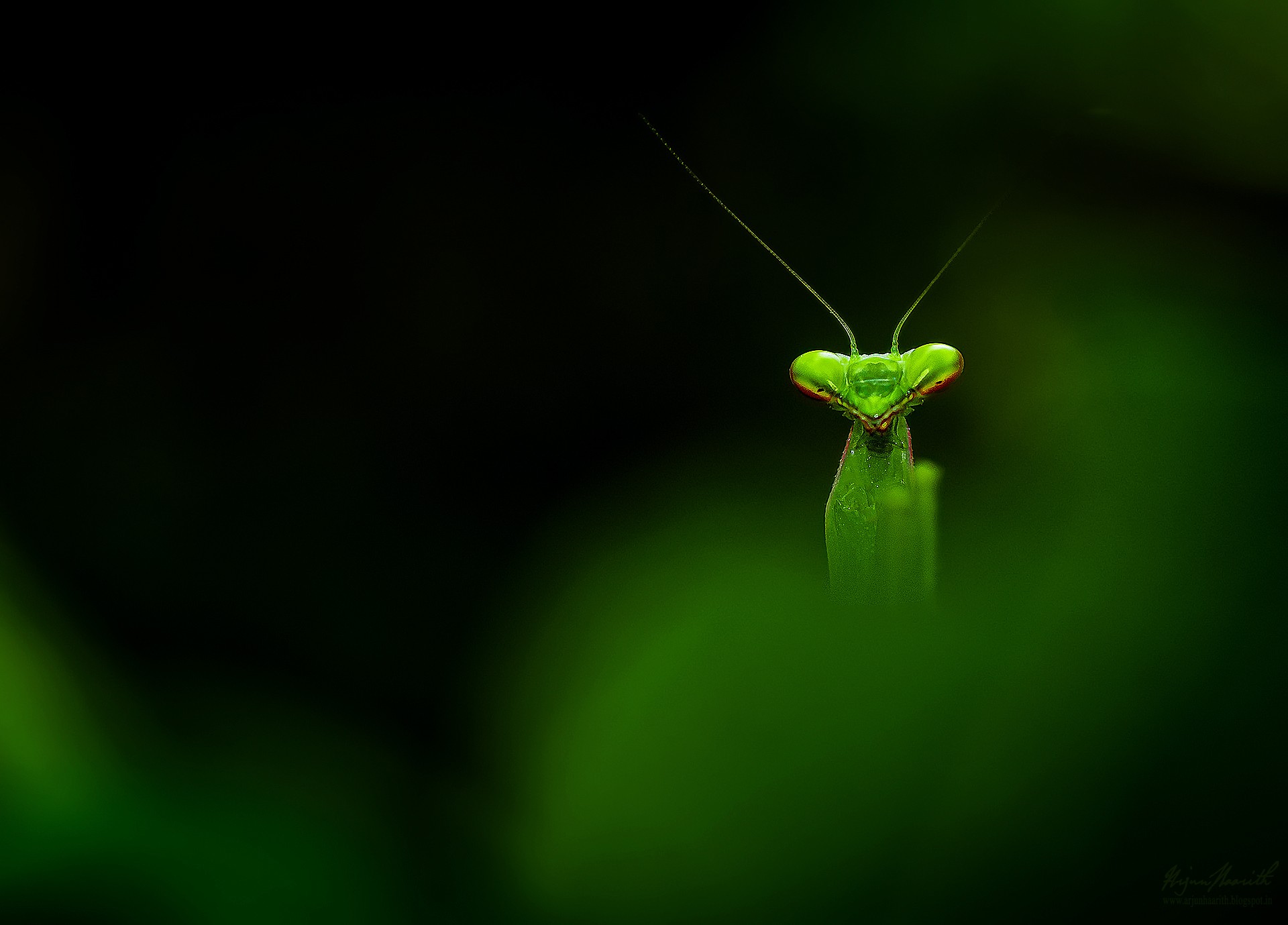 Arjun haarith - Macro | Nature inFocus