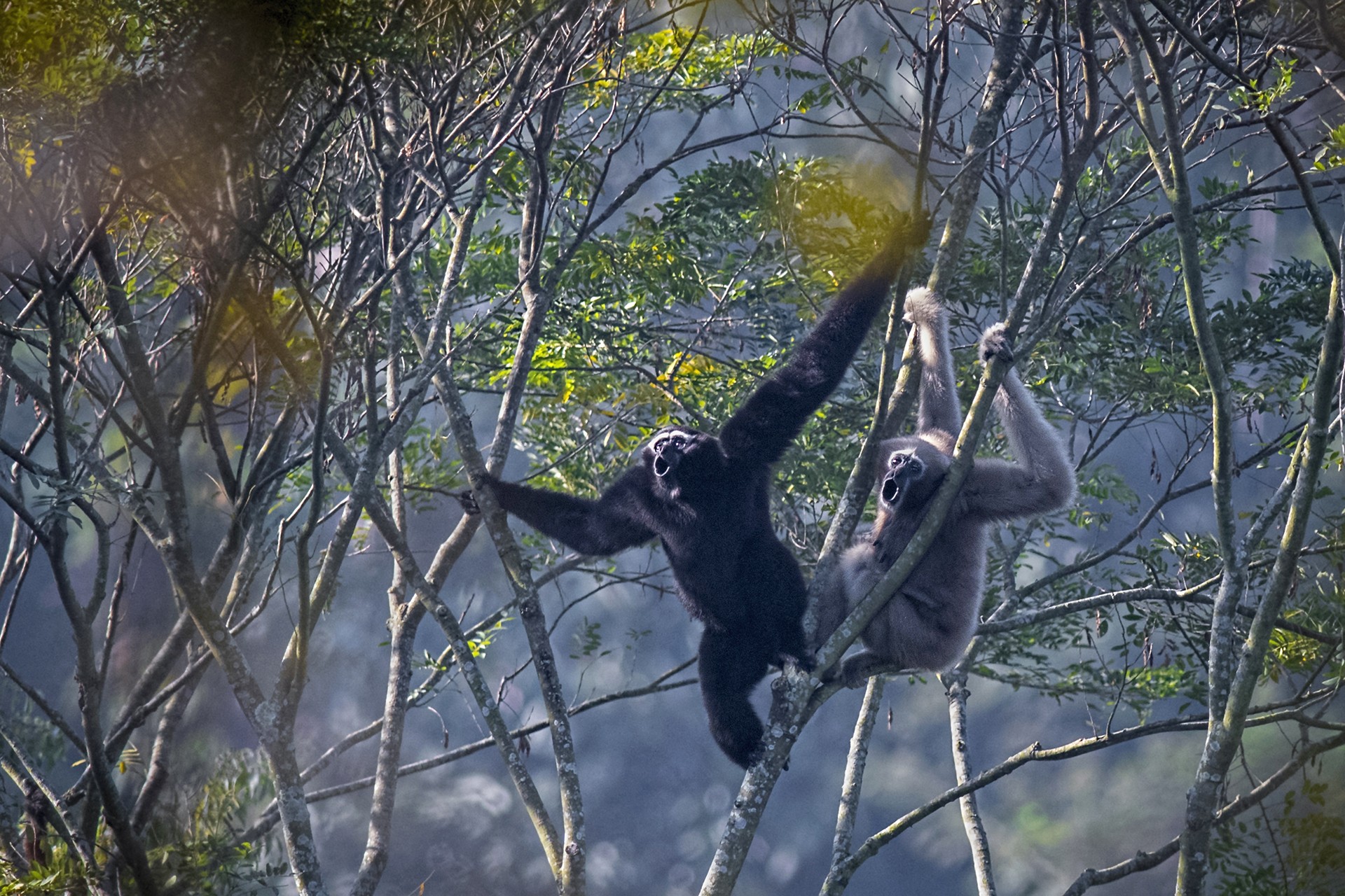 Arpan saha - In Danger | Nature inFocus