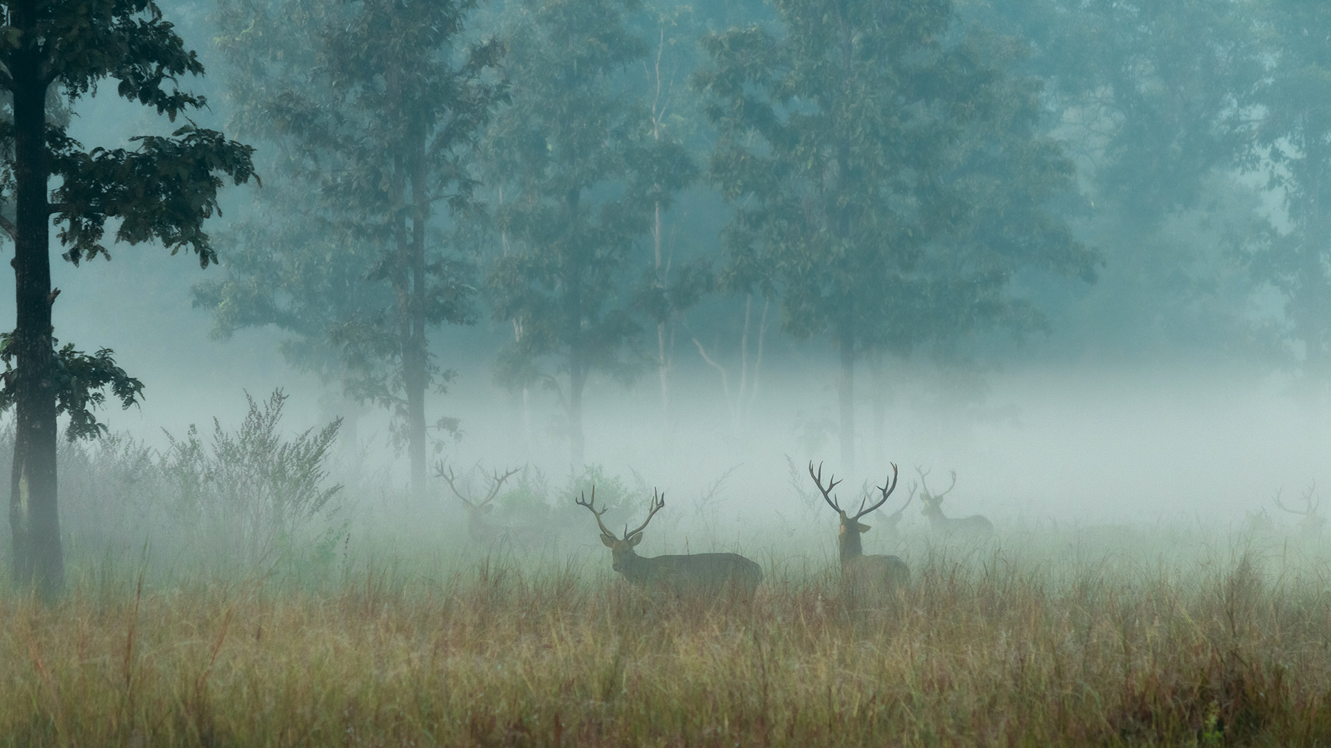 A herd of Barasingha deer in the grassland in Kanha