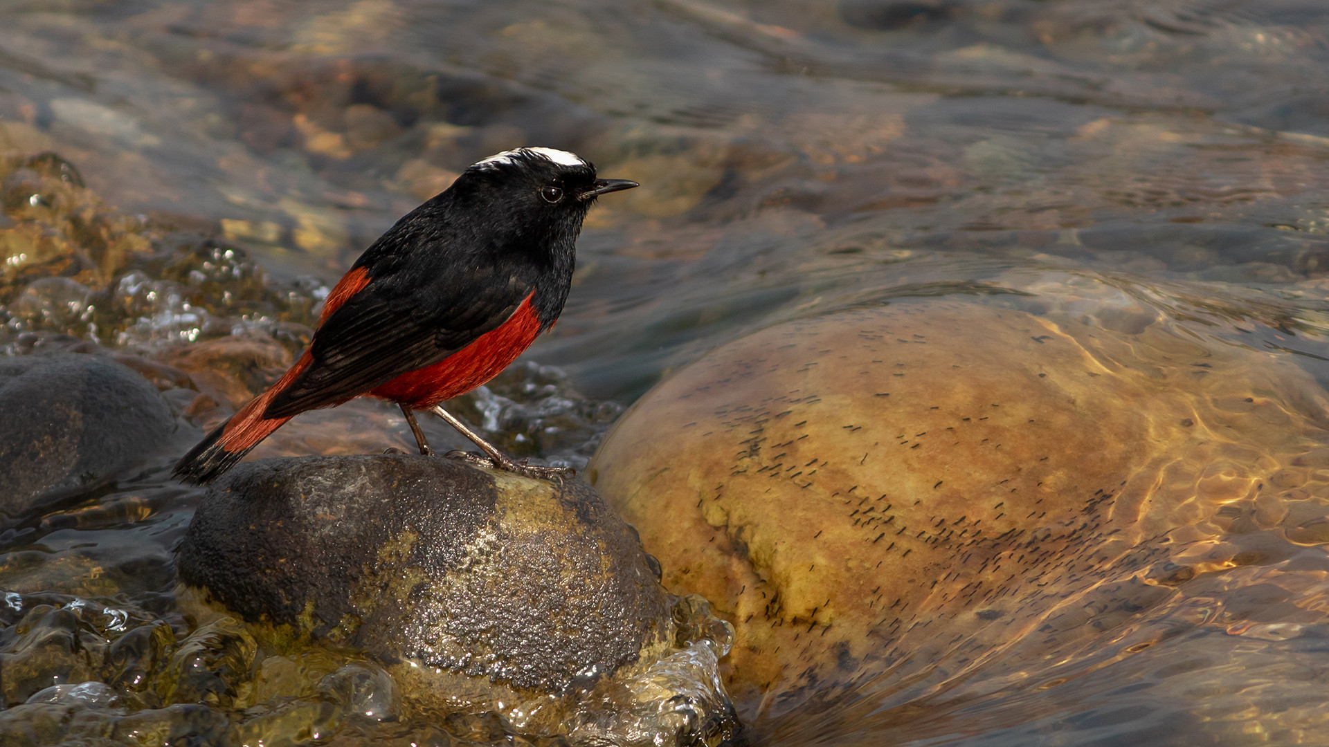 White-capped Redstart in Corbett National Park