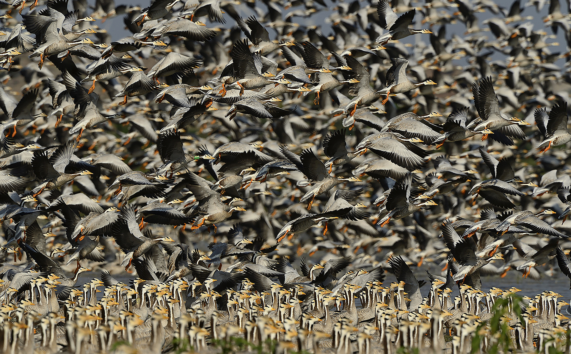 Bar headed geese migration in Magadi Lake in Gadag Karnataka
