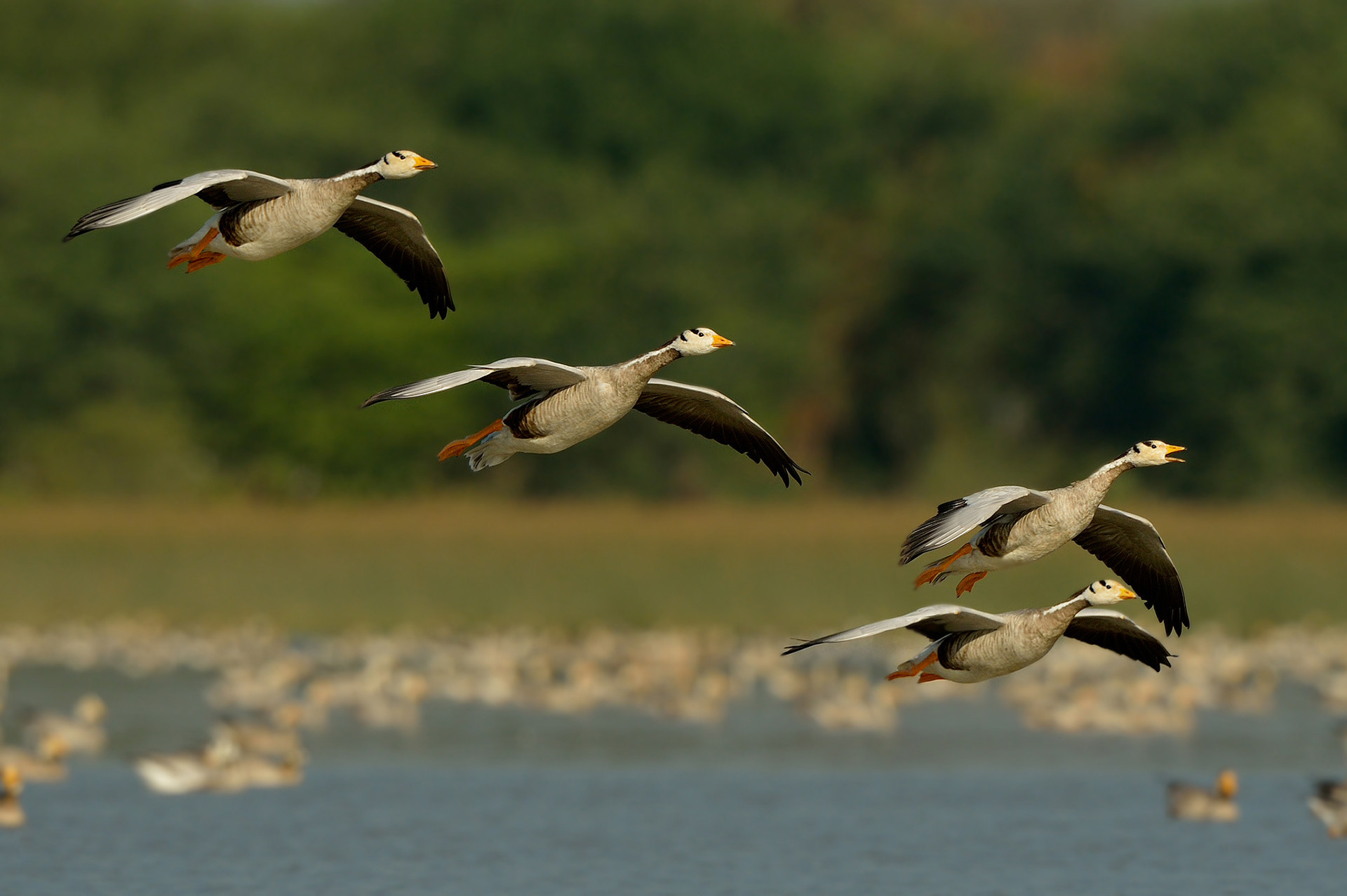 Bar headed geese in Magadi Lake in Karnataka
