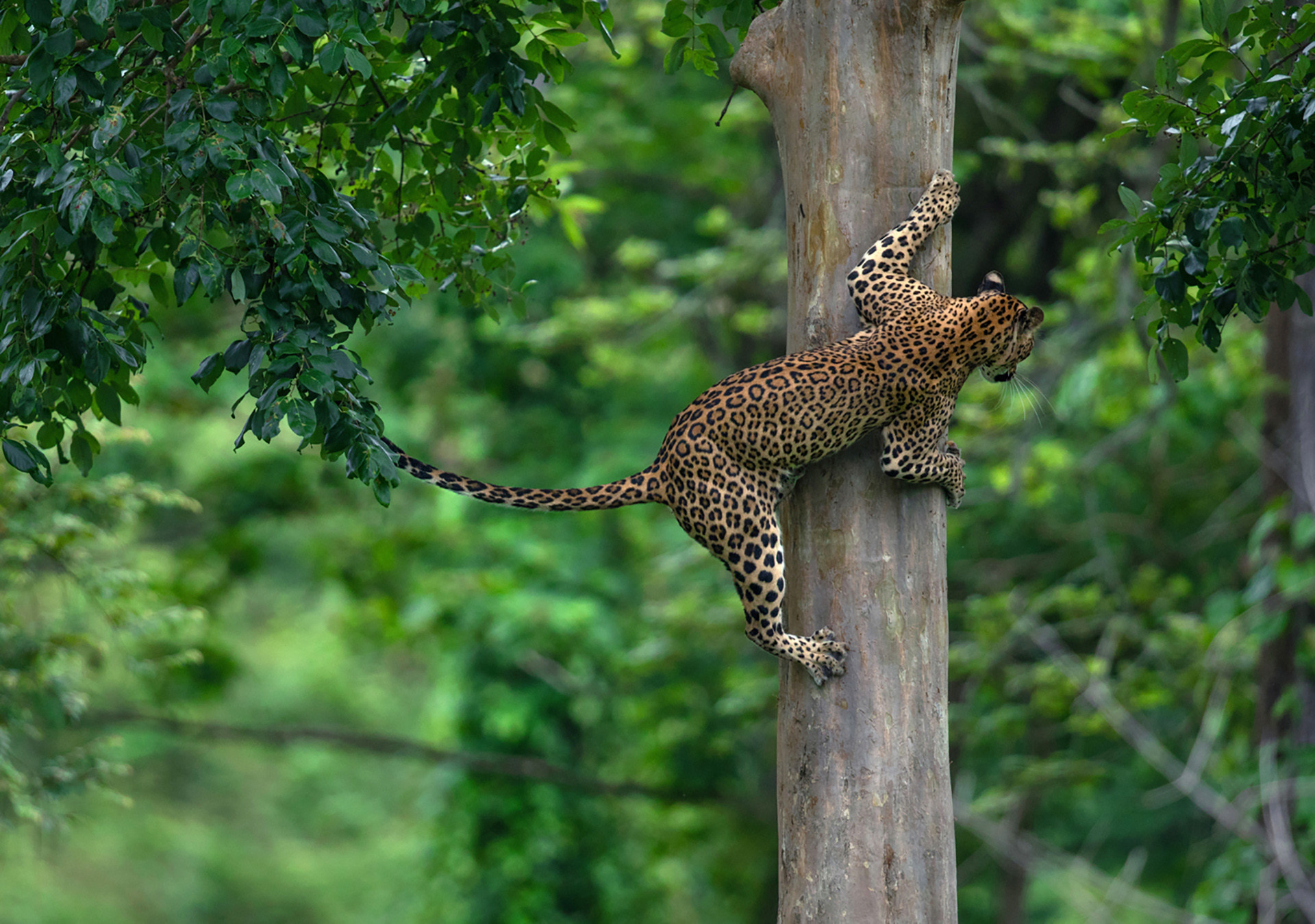 Arvind karthik - 10 Things You Need To Know About Indian Leopards | Nature inFocus