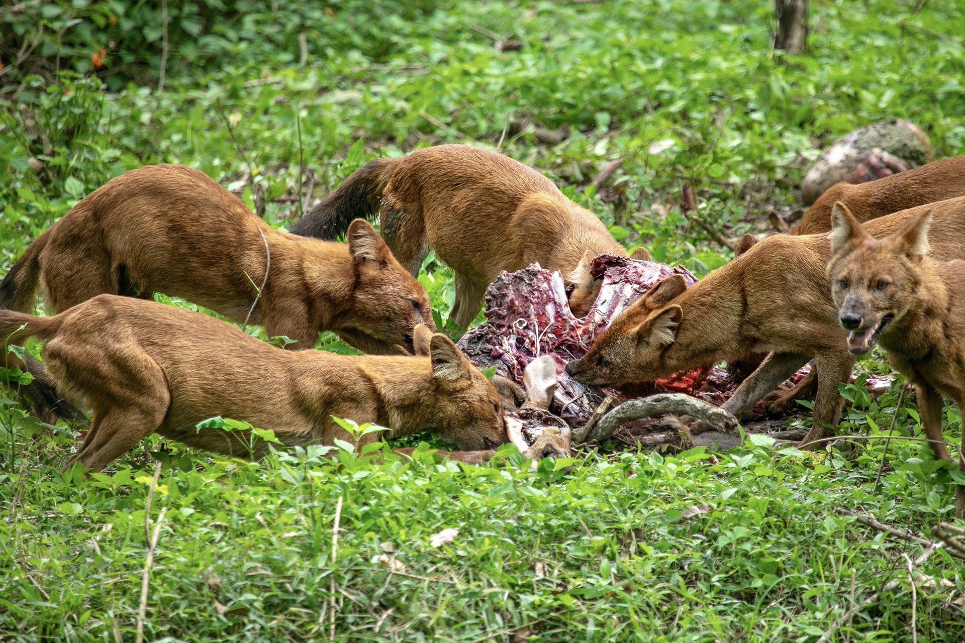 Pack of Dholes feasting on a carcass