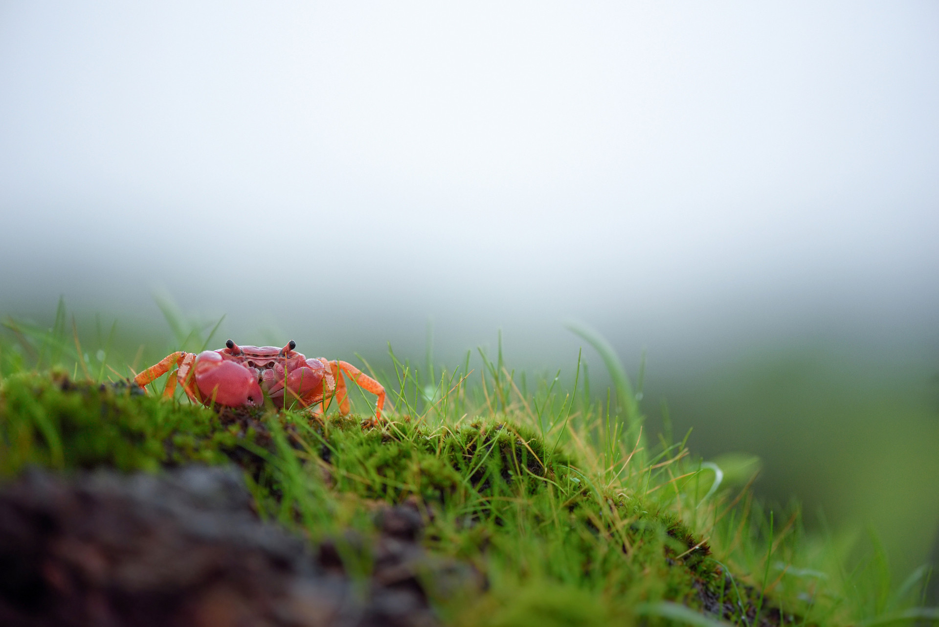 Pink Forest Crab Ghatiana splendida
