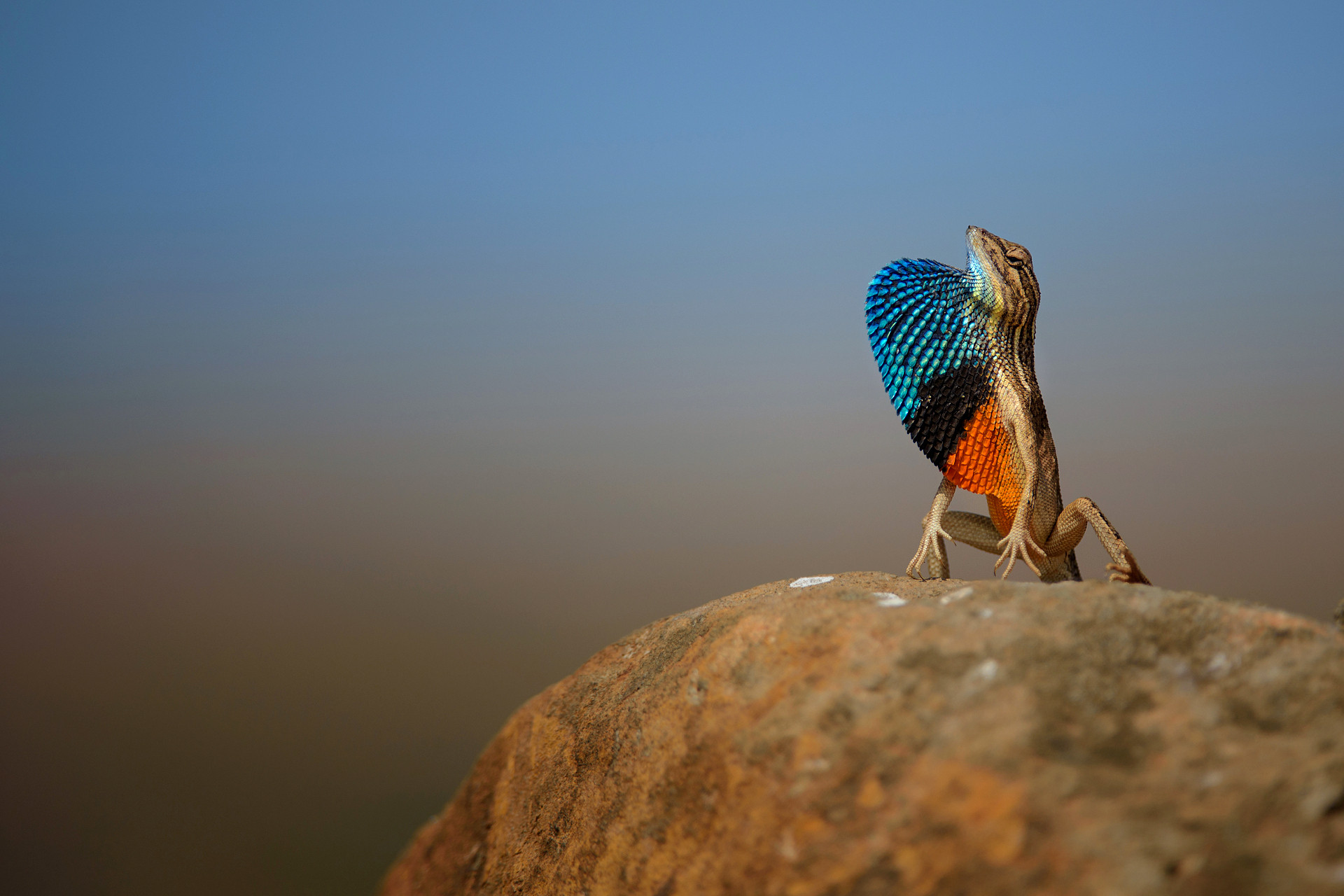 Fan throated Display showing its fan or dewlap