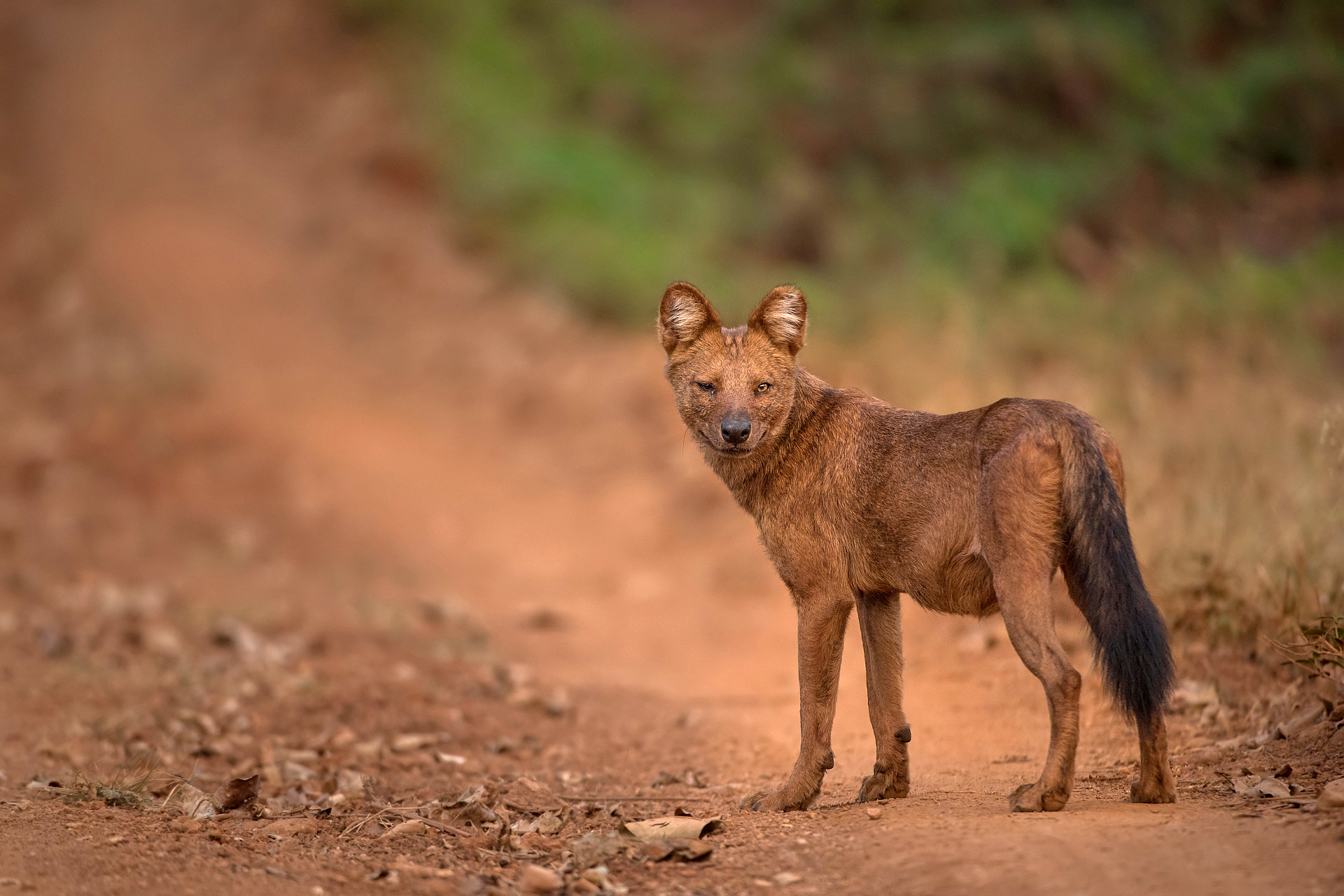 Dhole Cuon alpinus