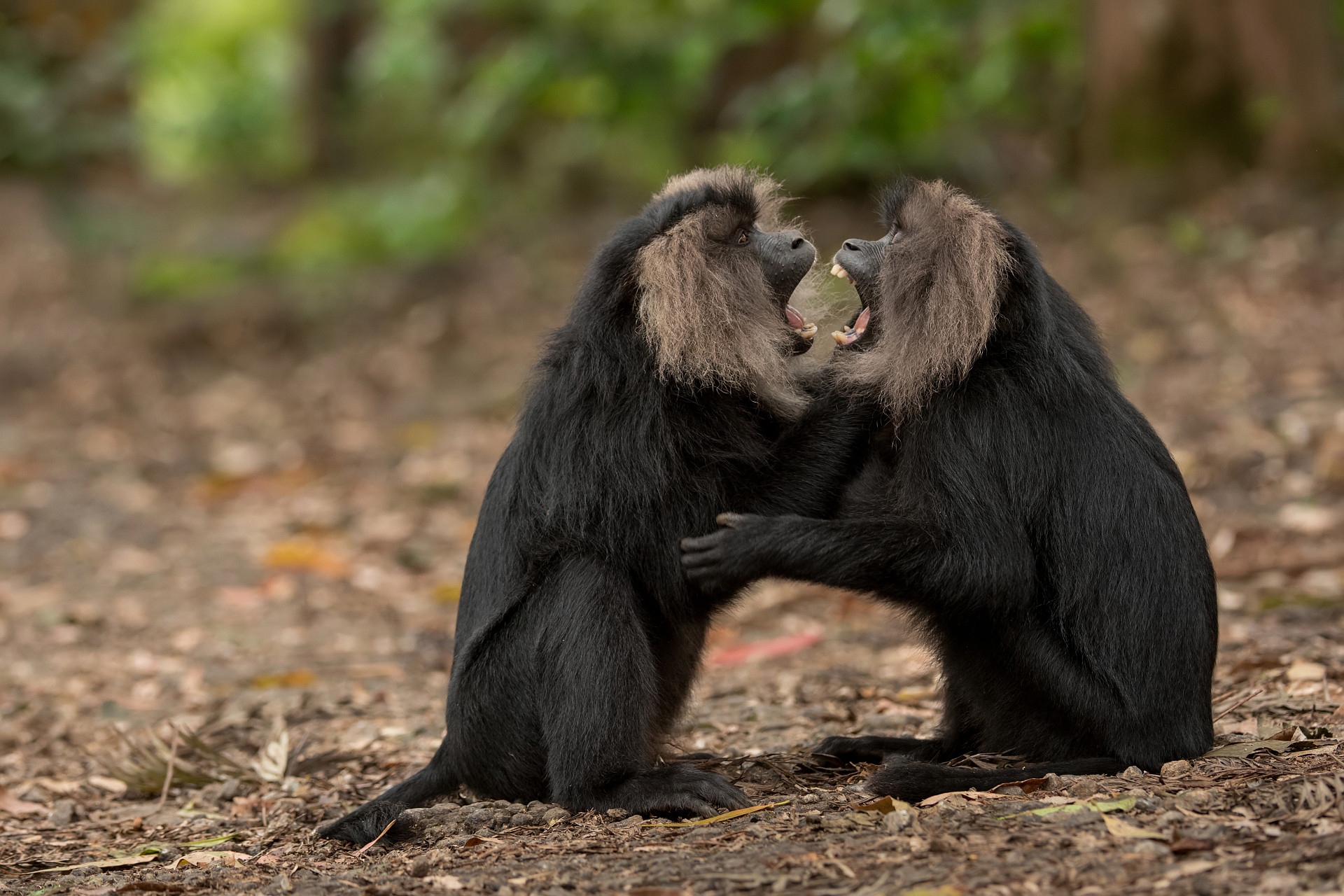 A pair of lion tailed macaques fighting
