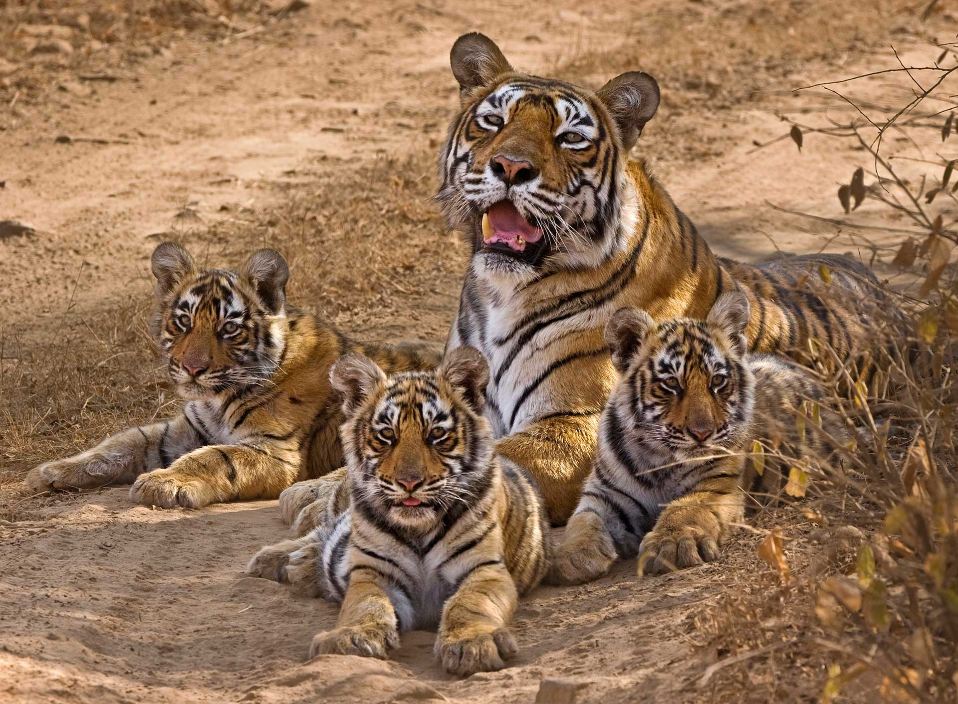 T-16 aka Machali, the tiger queen of Ranthambore National Park