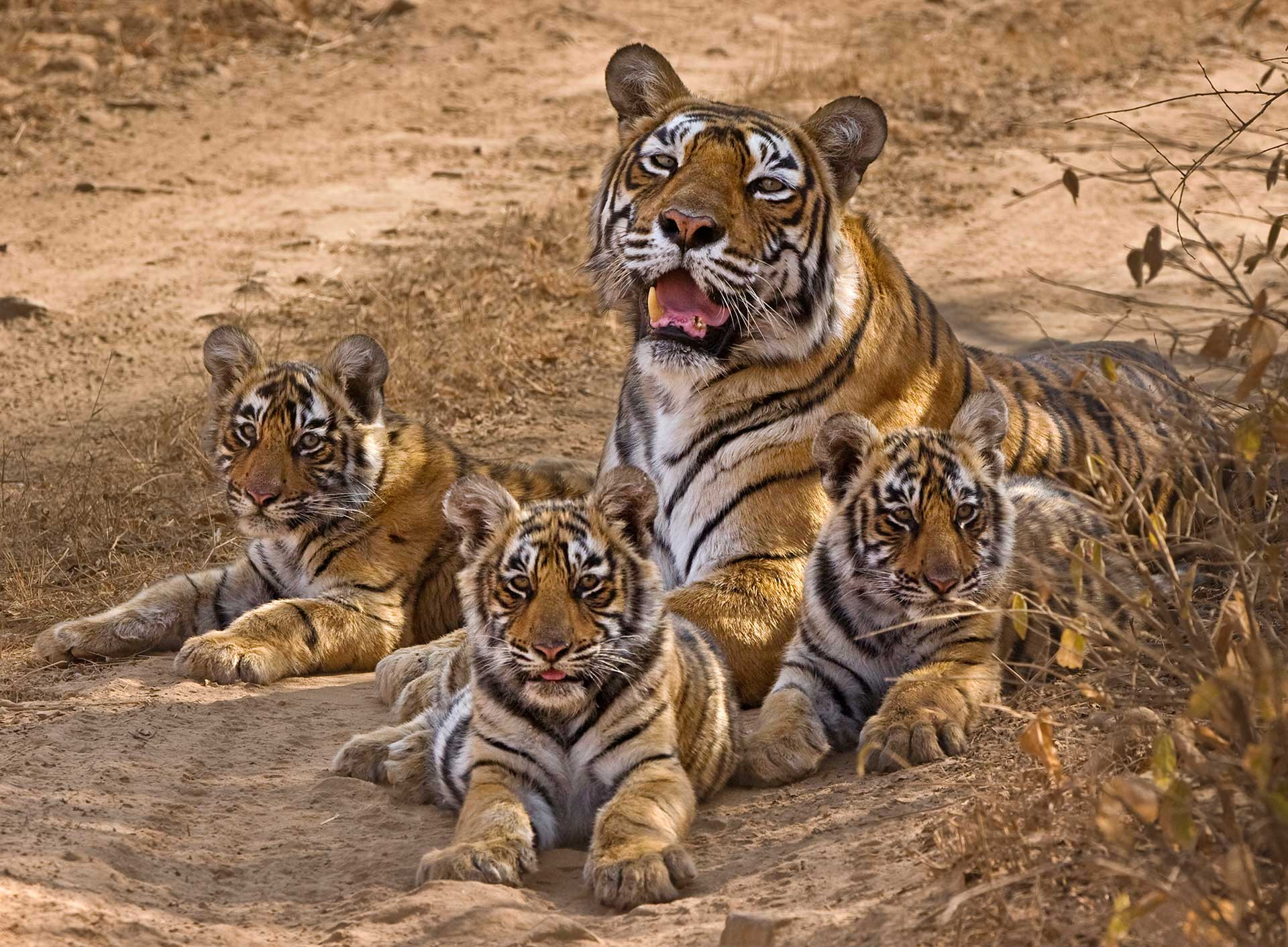 T-16 aka Machali with her cubs | Nature inFocus