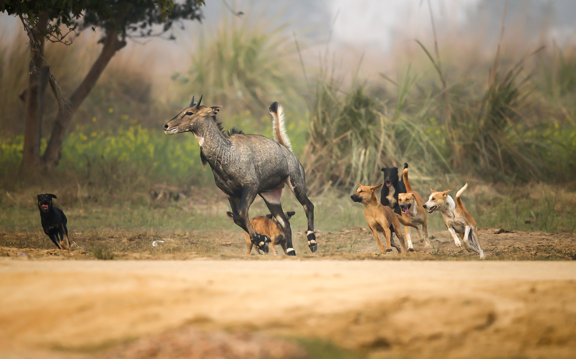 Nilgai chased by a pack of feral dogs in Uttar Pradesh
