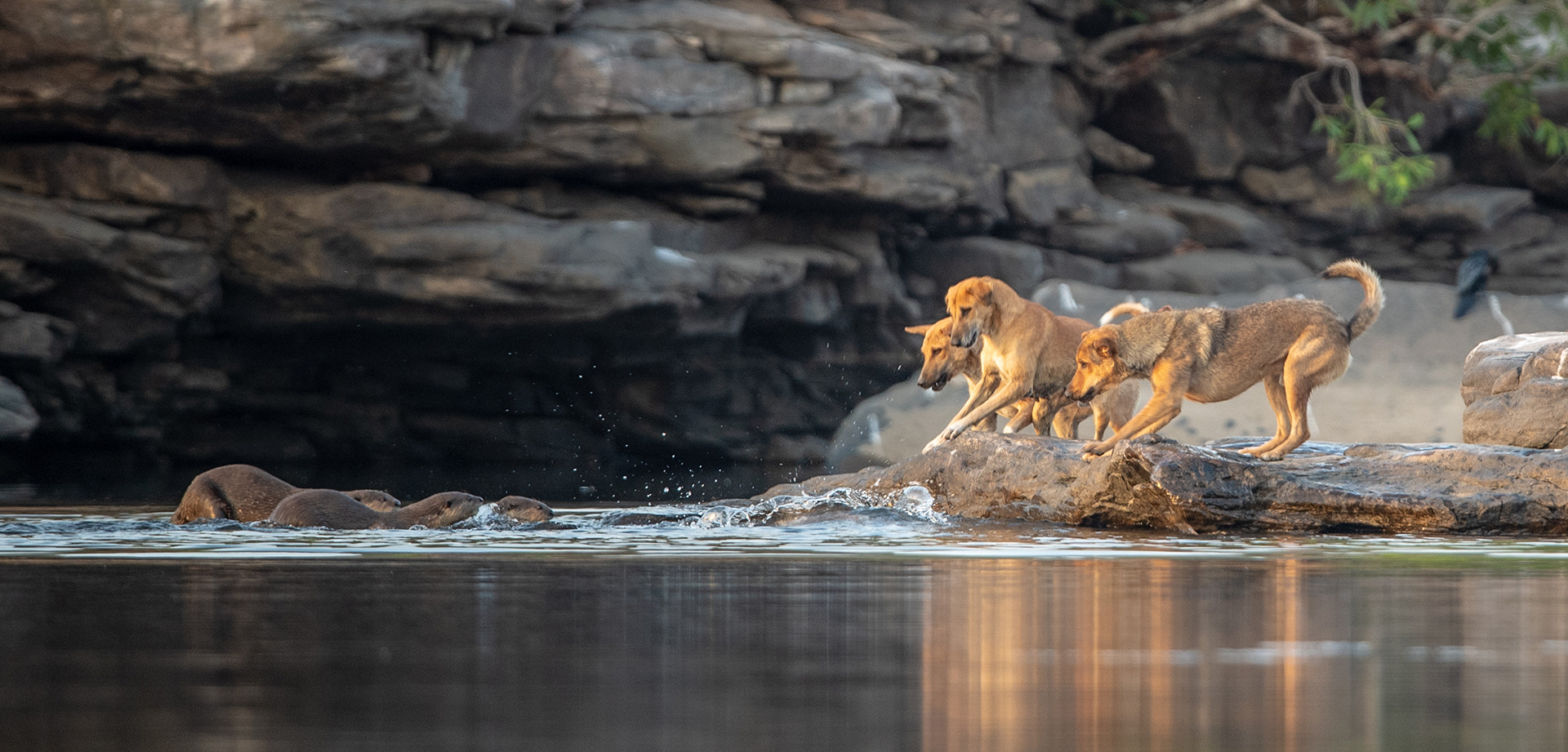 Feral dogs charging at Smooth Coated Otters in River Chambal