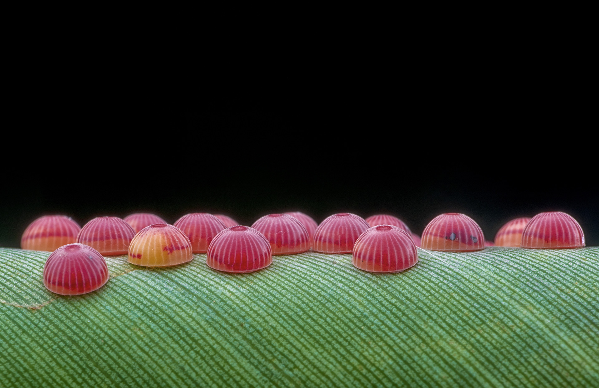 banana skipper eggs