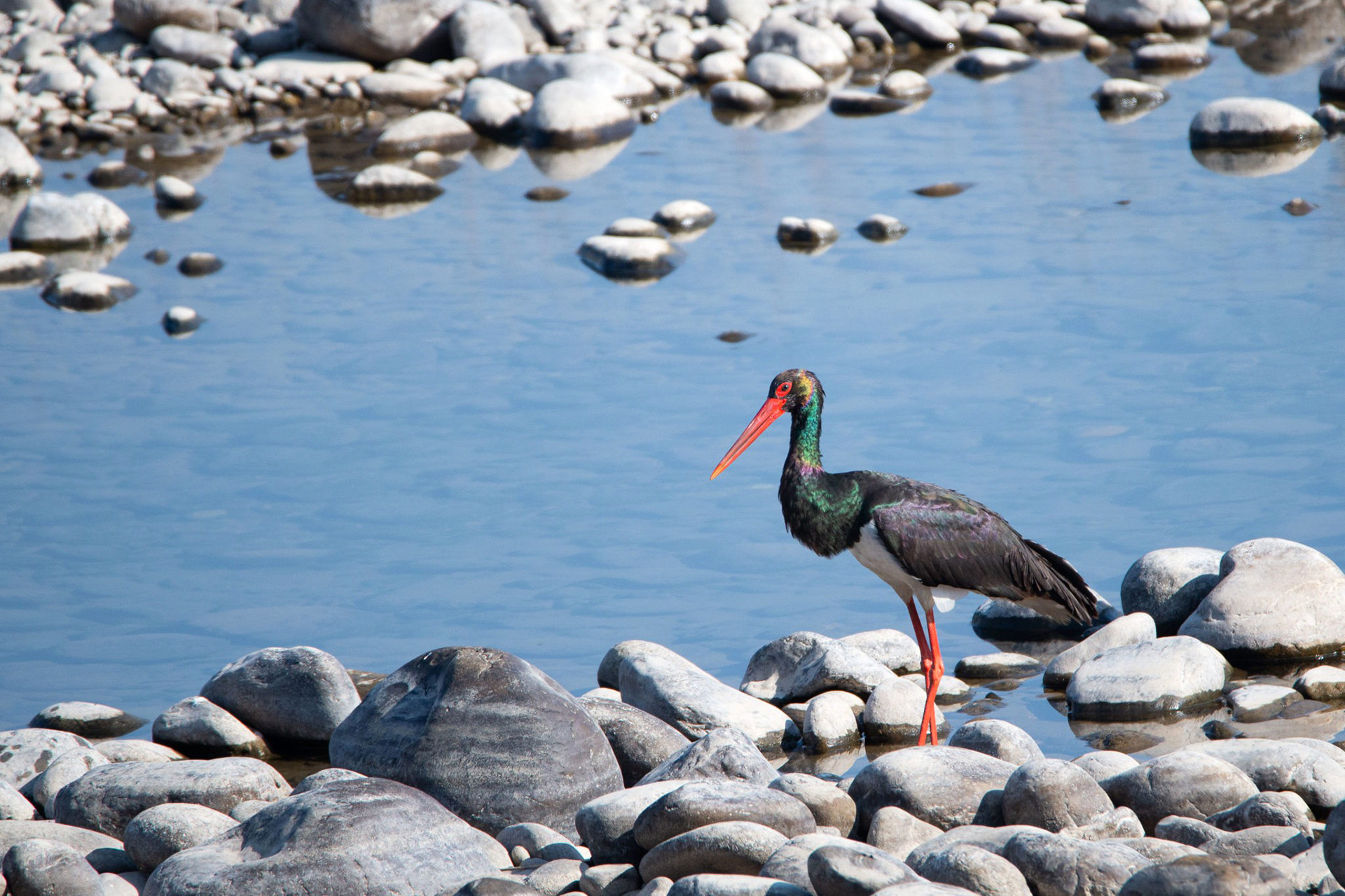 Black Stork on the banks of the Ramganga River in Corbett