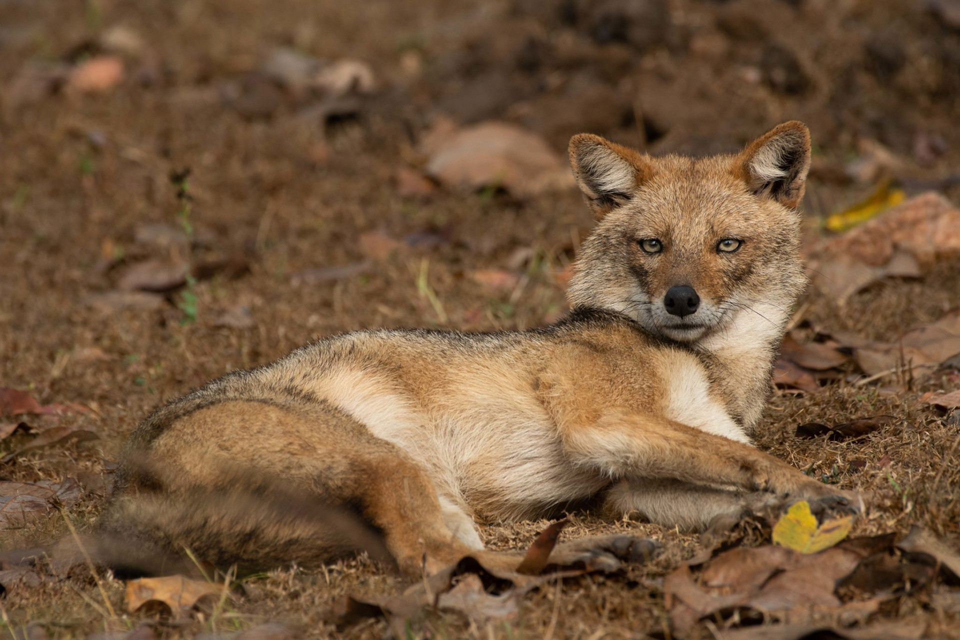 Golden Jackal or Indian Jackal in Kanha