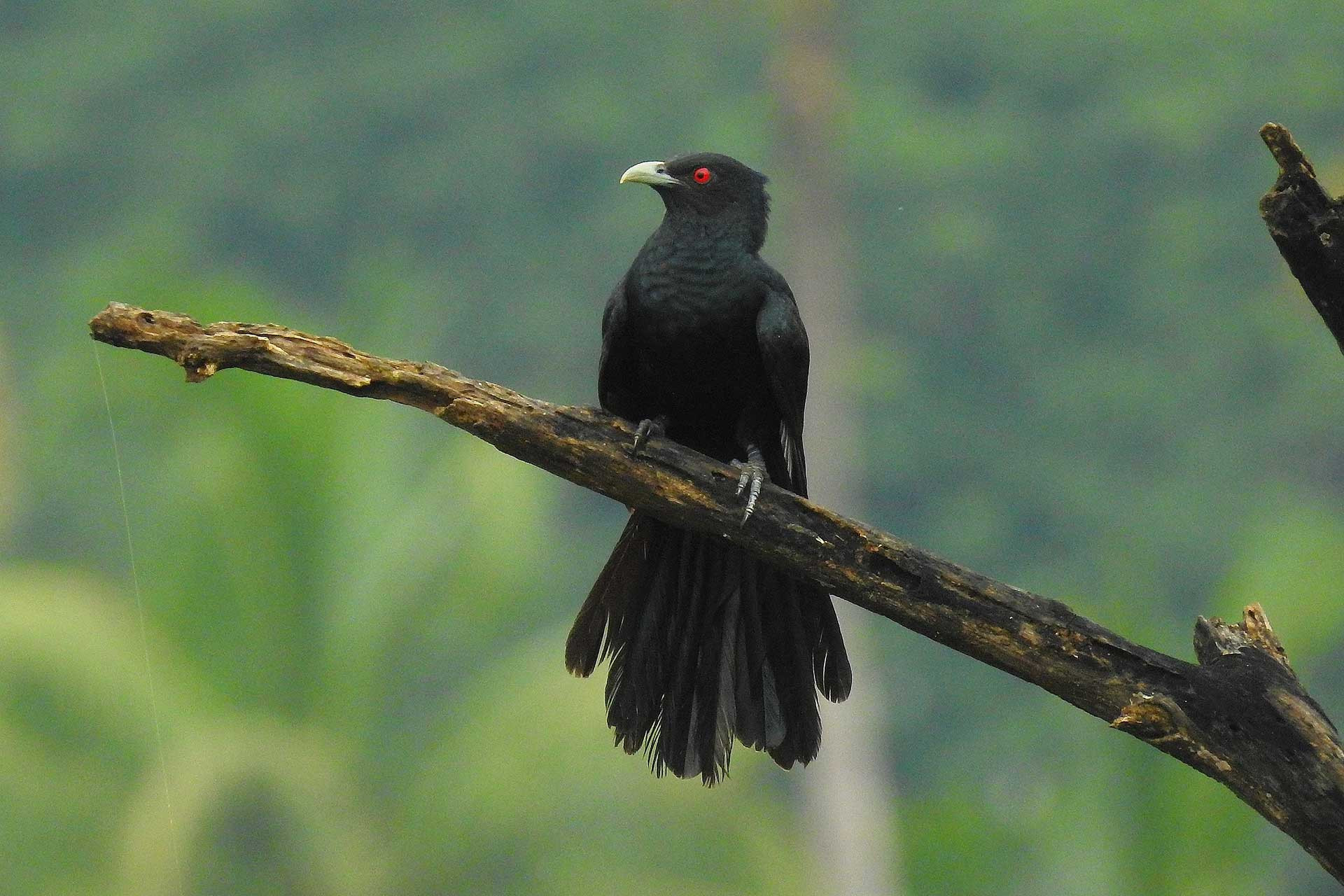Asian Koel (Eudynamys scolopaceus) | Nature inFocus