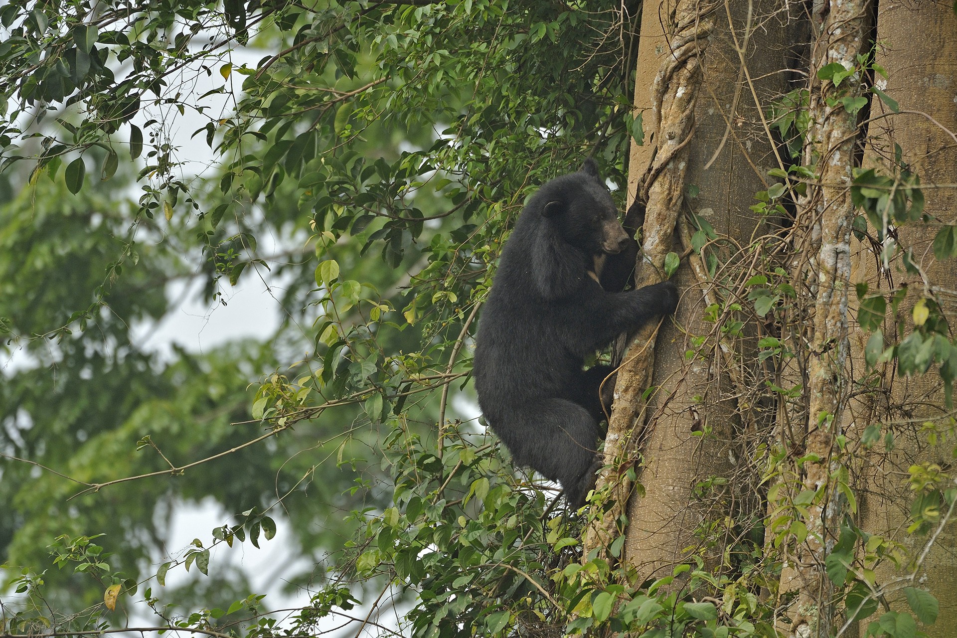 Asiatic black bear - The Unequal Contribution Of Seed-Dispersing Animals | Nature inFocus