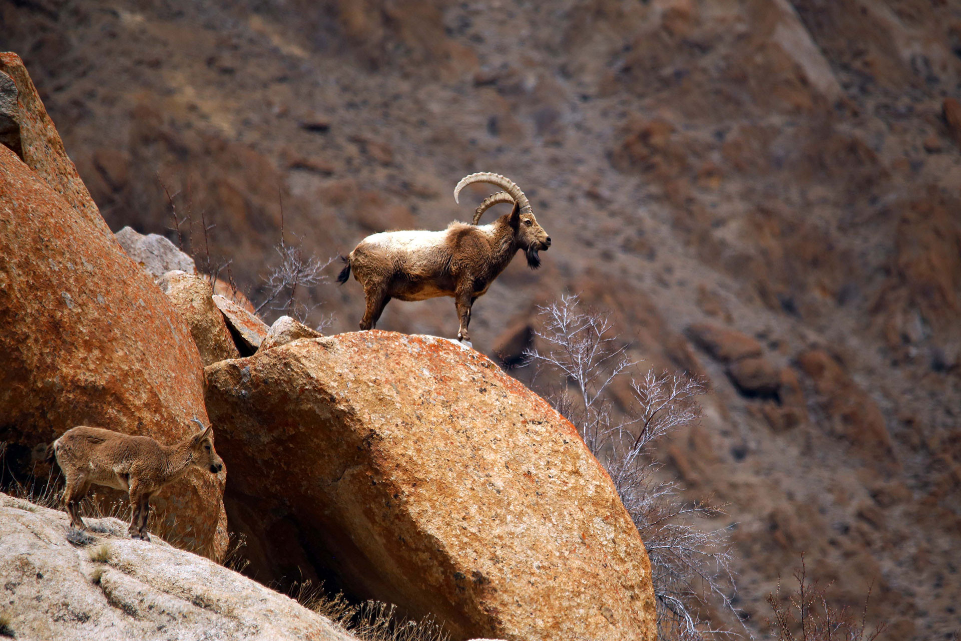      Asiatic Ibex   Male and female | Nature Infocus