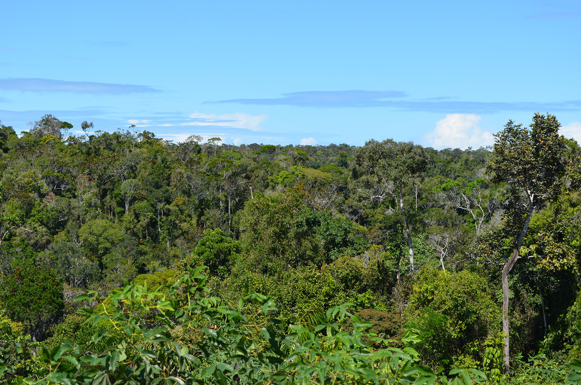 Atlantic forest - Of Lost Forests And Fruits | Nature inFocus