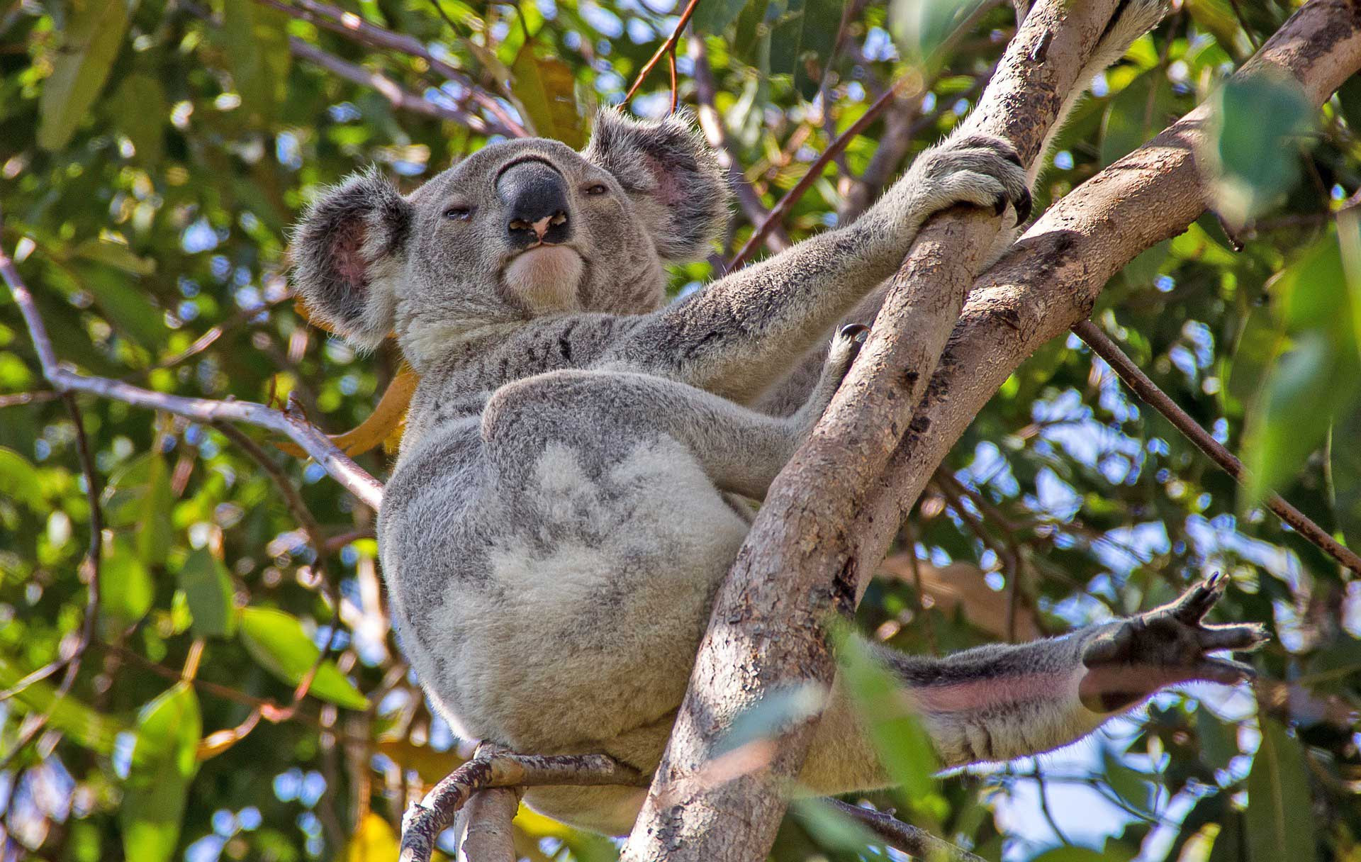 Wild Koala on a tree in Queensland Australia