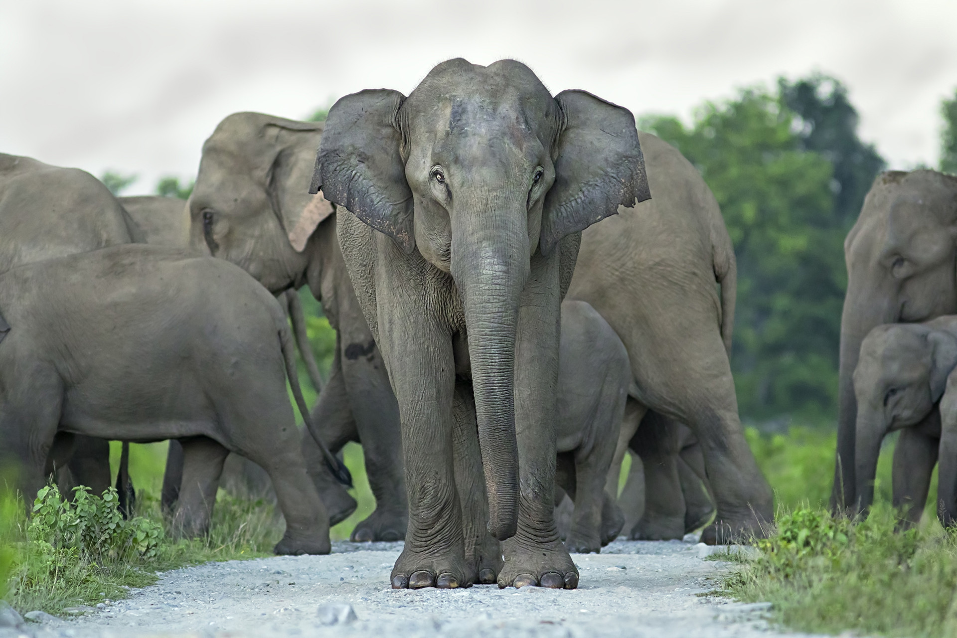 Matriarch of an elephant herd