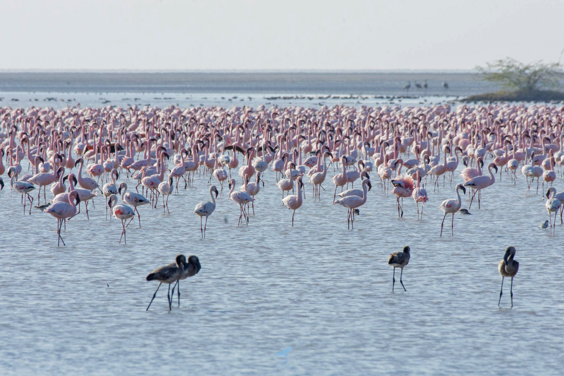 Lesser Flamingos in Little Rann of Kutch