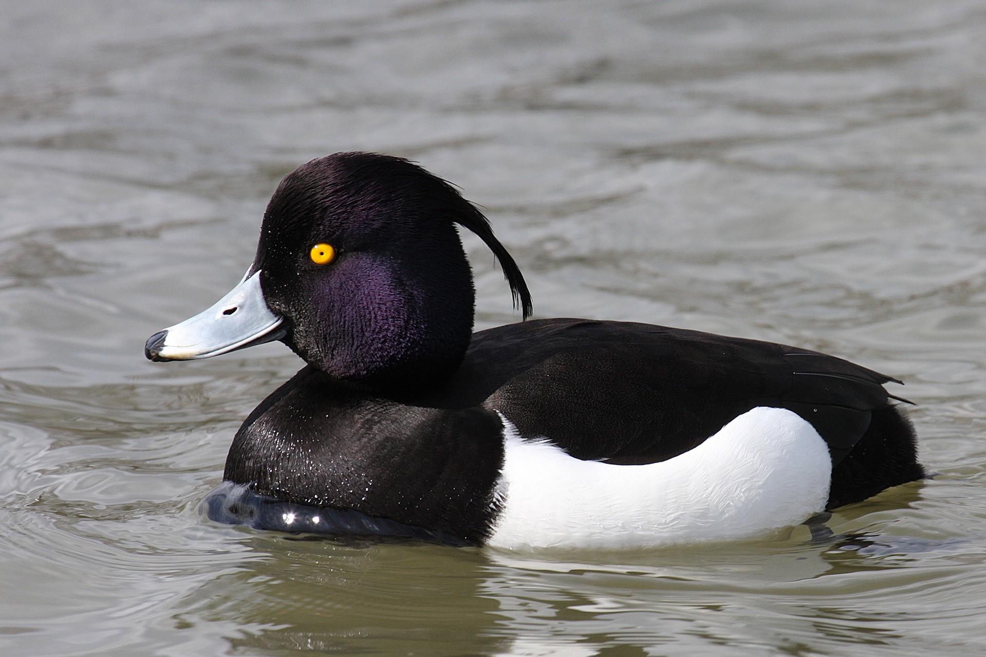 Aythya fuligula tufted duck male
