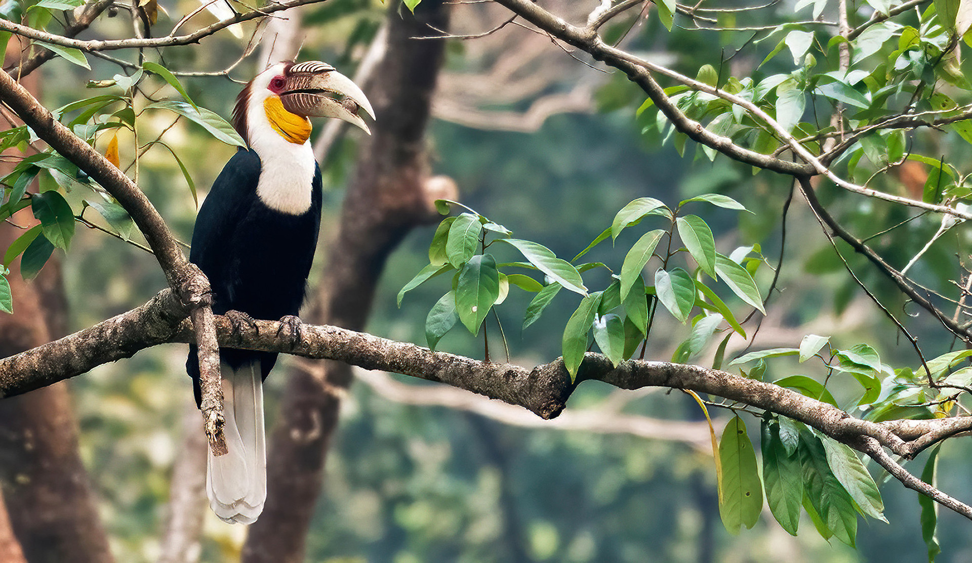 Wreathed Hornbill rare bird feeding on fruit in Manas National Park in Assam