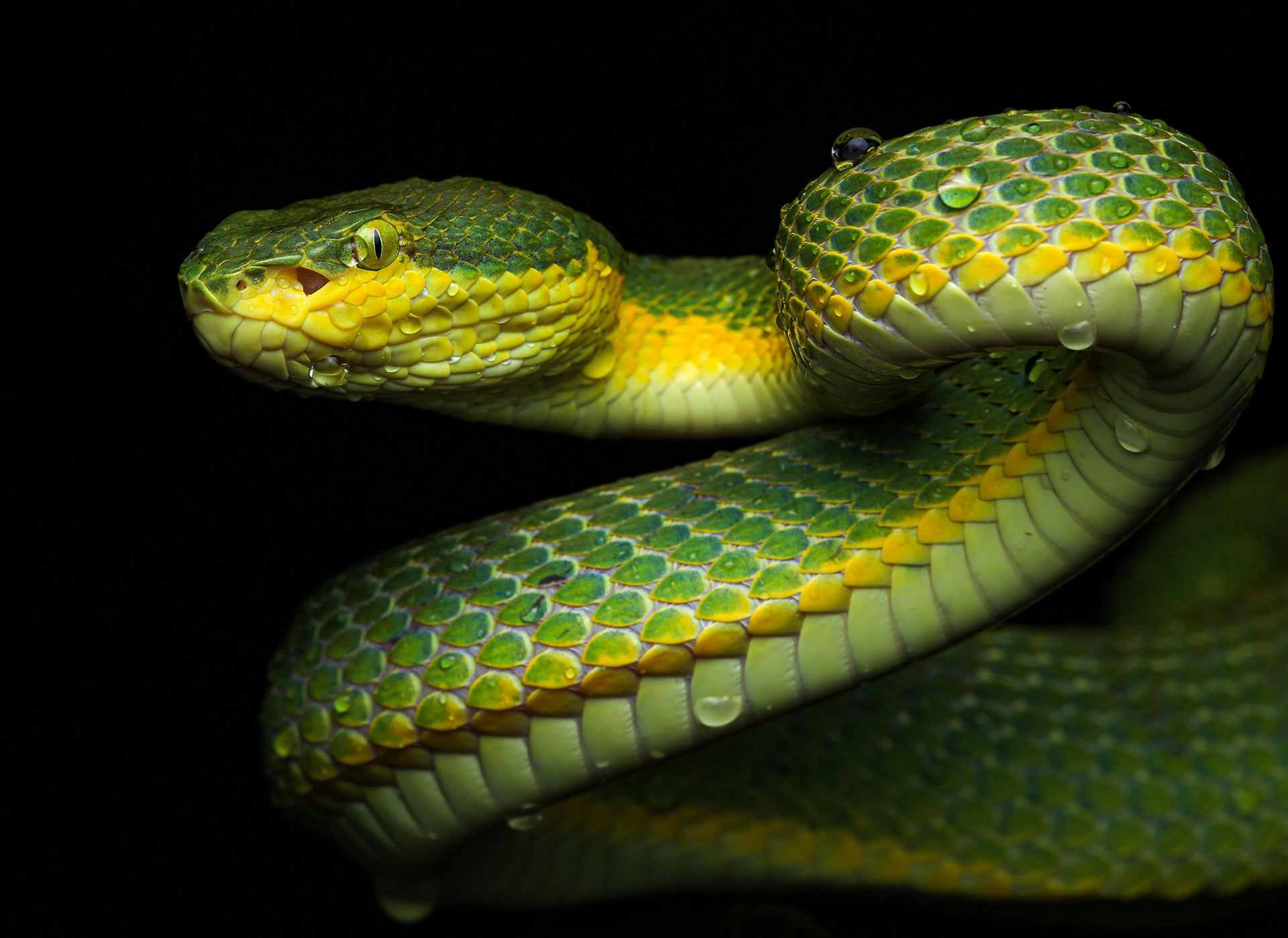 Bamboo Pit Viper Craspedocephalus gramineus