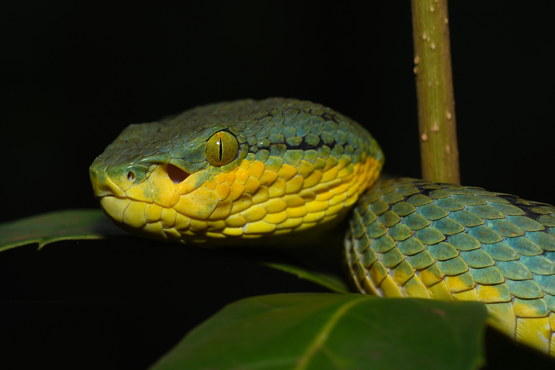 Bamboo Pit Viper Craspedocephalus gramineus