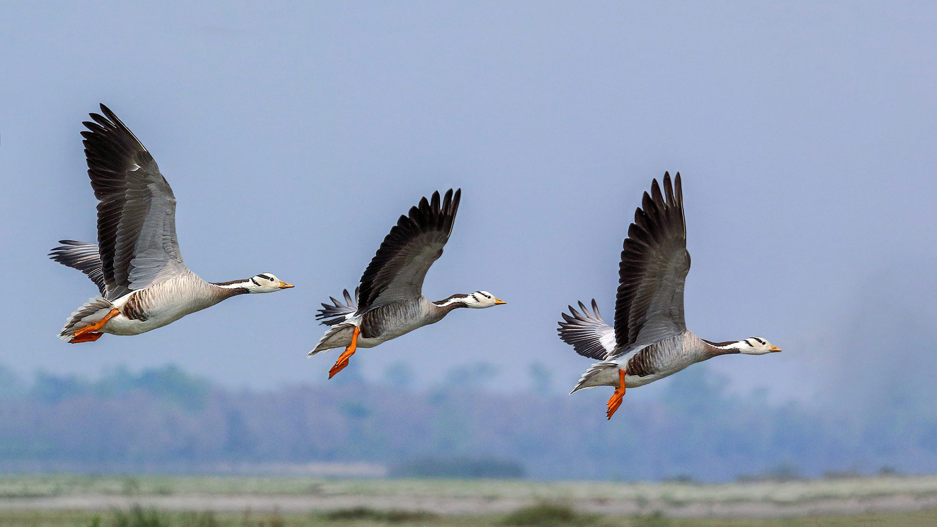 Bar headed goose in Gajoldoba in West Bengal