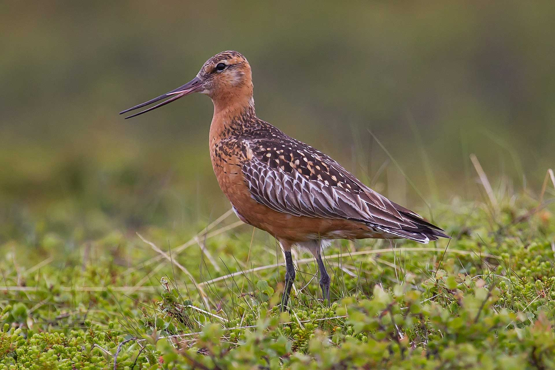 Near-threatened Bar-tailed Godwit photographed on a grassland