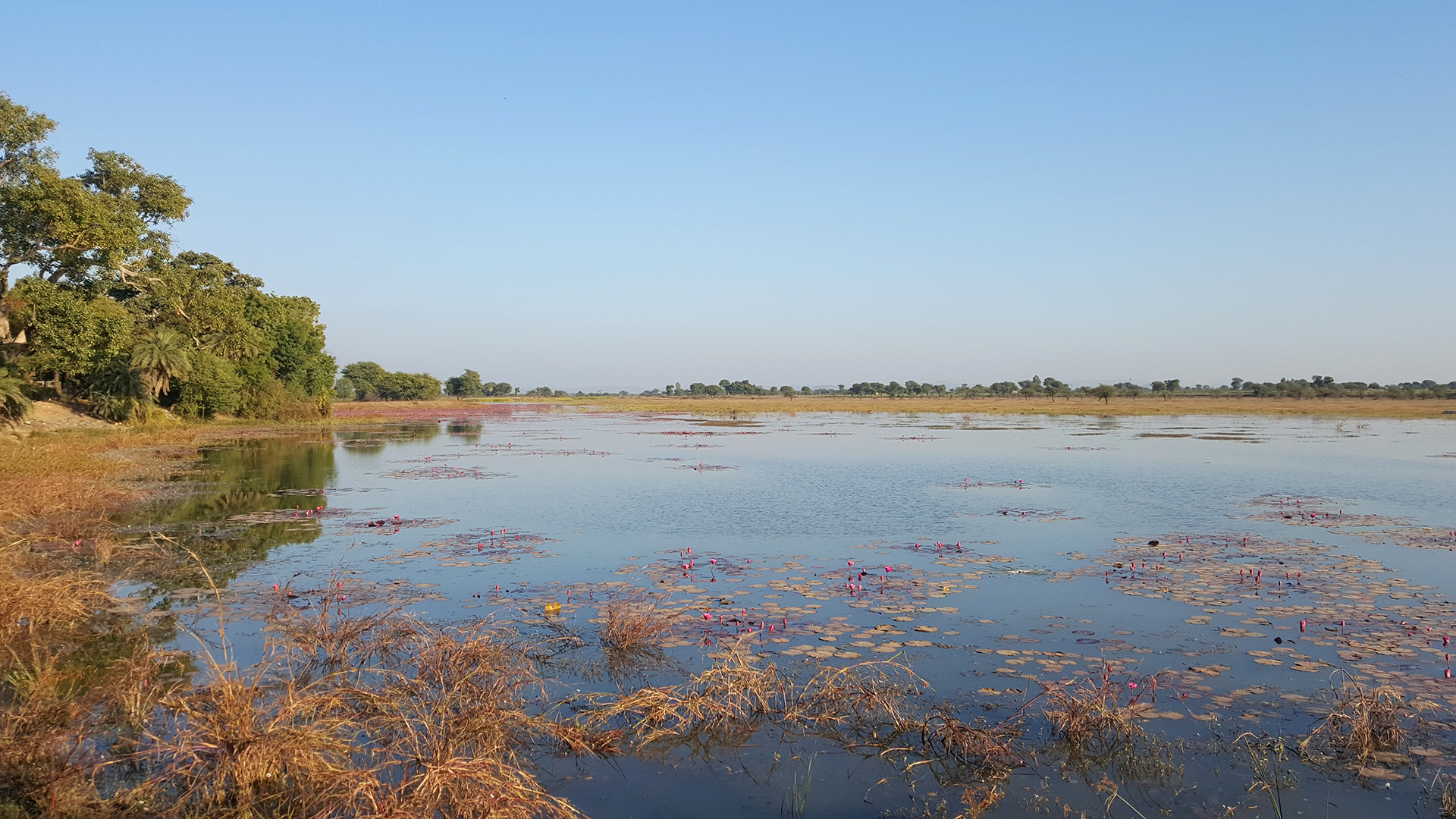 Baroda daulat lake - 13 Places To Go Birdwatching In Indore | Nature inFocus
