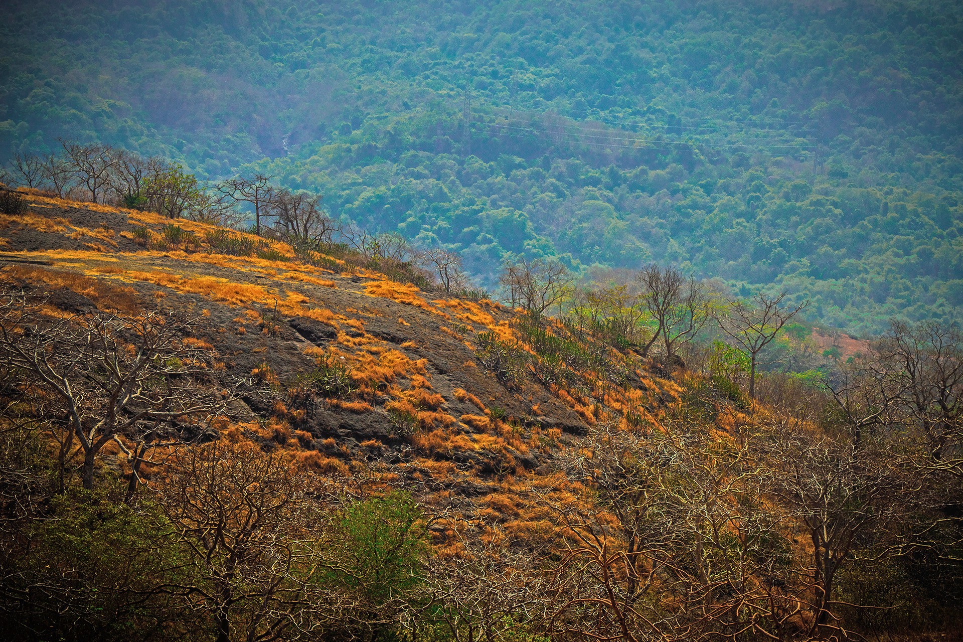 Highest Point Trail in Sanjay Gandhi National Park
