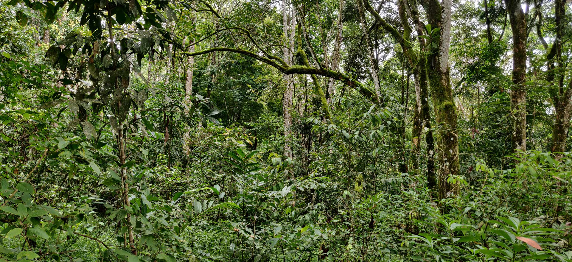 Before after | Nature Infocus