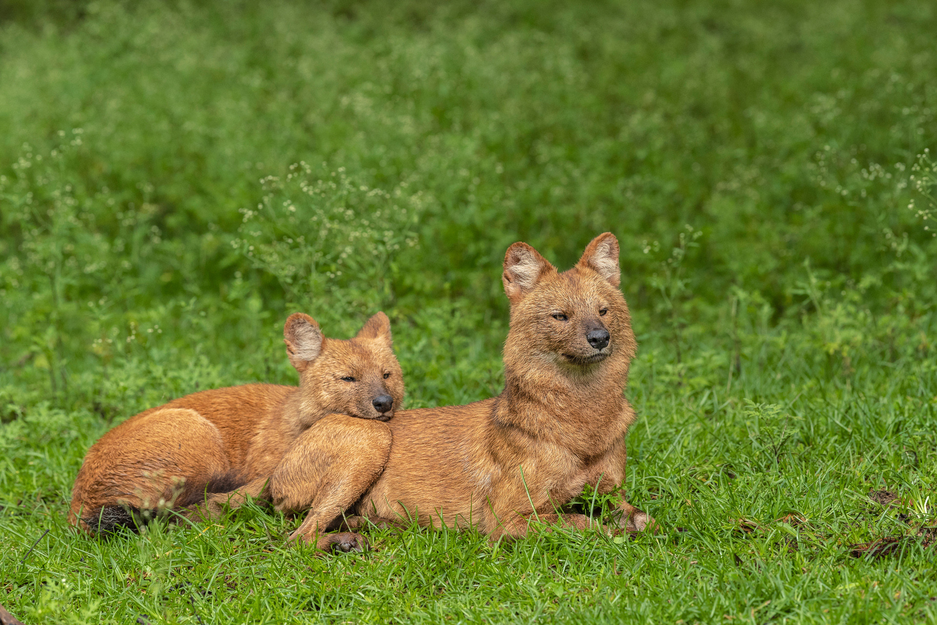 A pair of Dholes or Asiatic Wild Dogs in Kabini