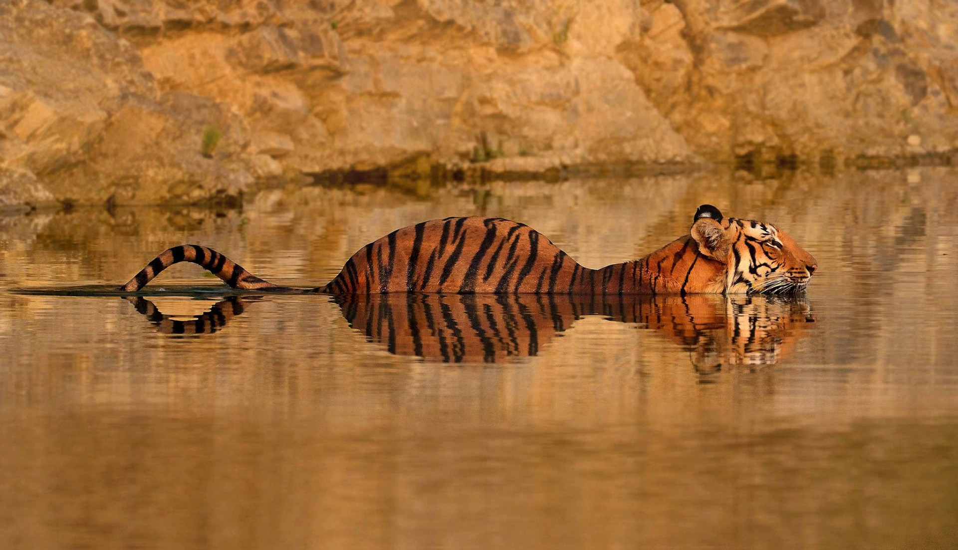 Tiger in the water in Corbett National Park