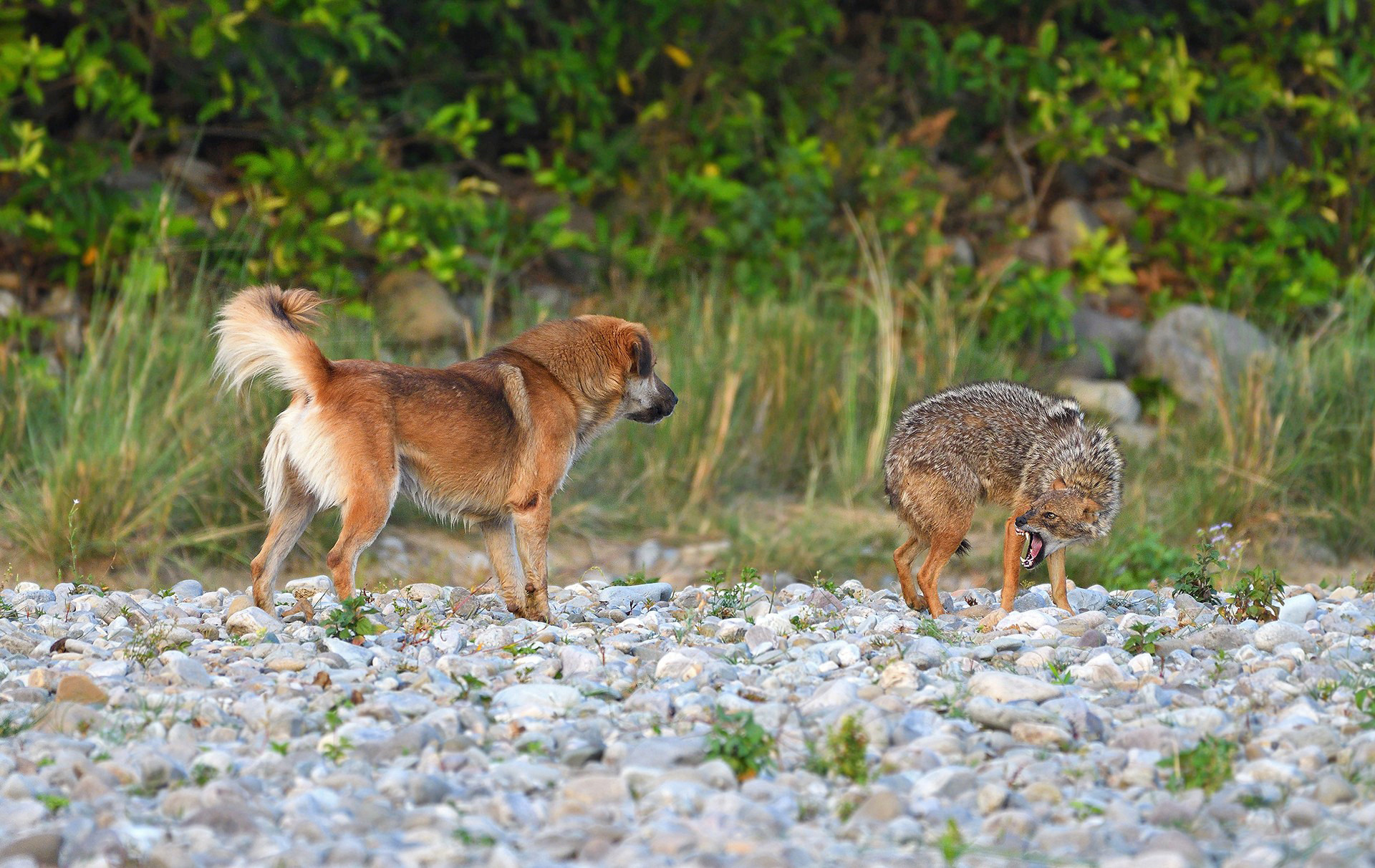 A feral dog attacking a jackal in Corbett national park