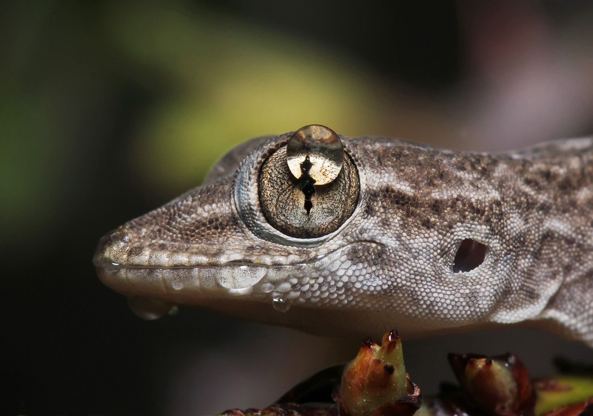 Bhavya joshi - Macro | Nature inFocus