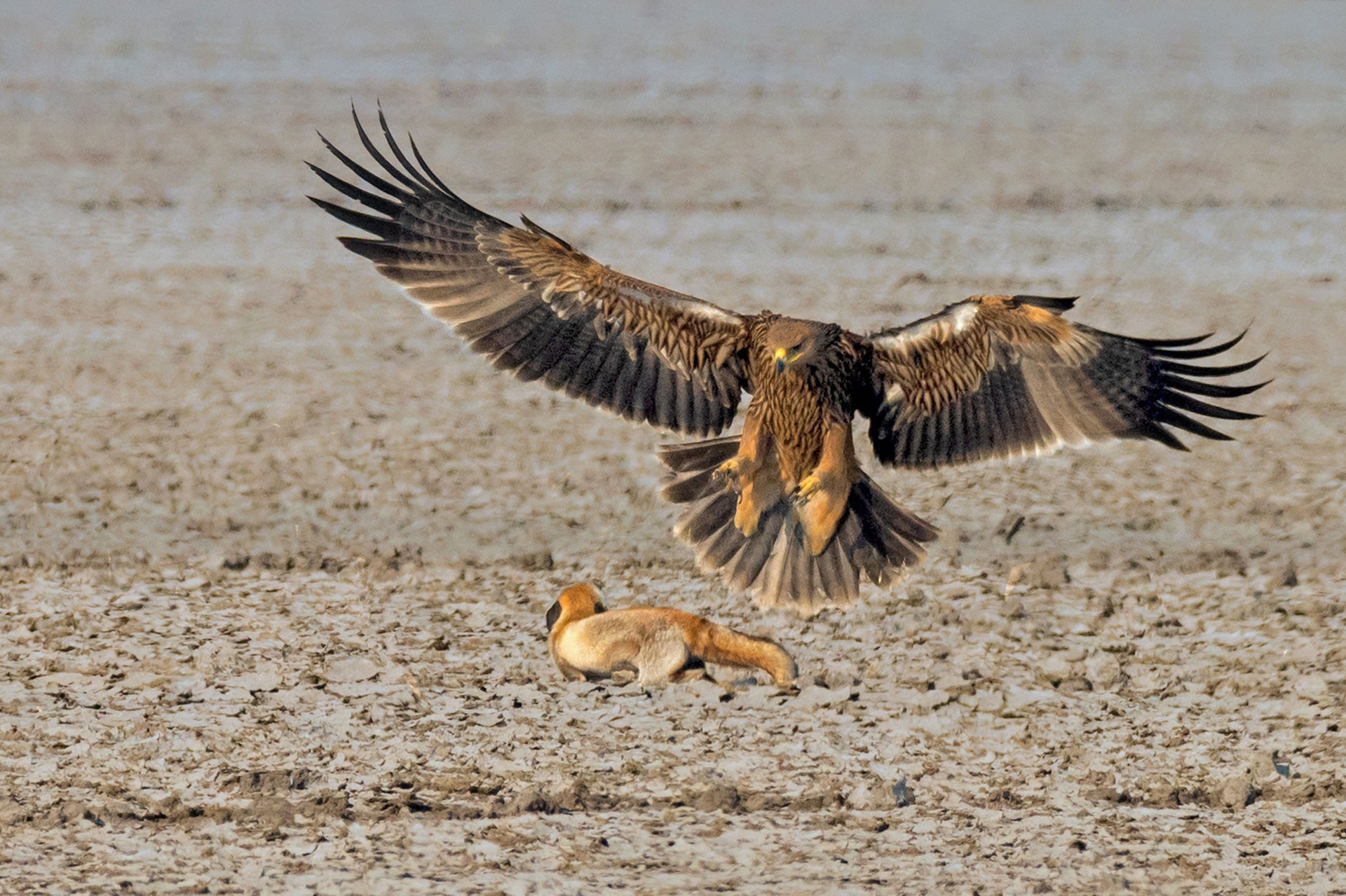Eastern Imperial Eagle hunting a Desert Fox in Little Rann of Kutch in Gujarat