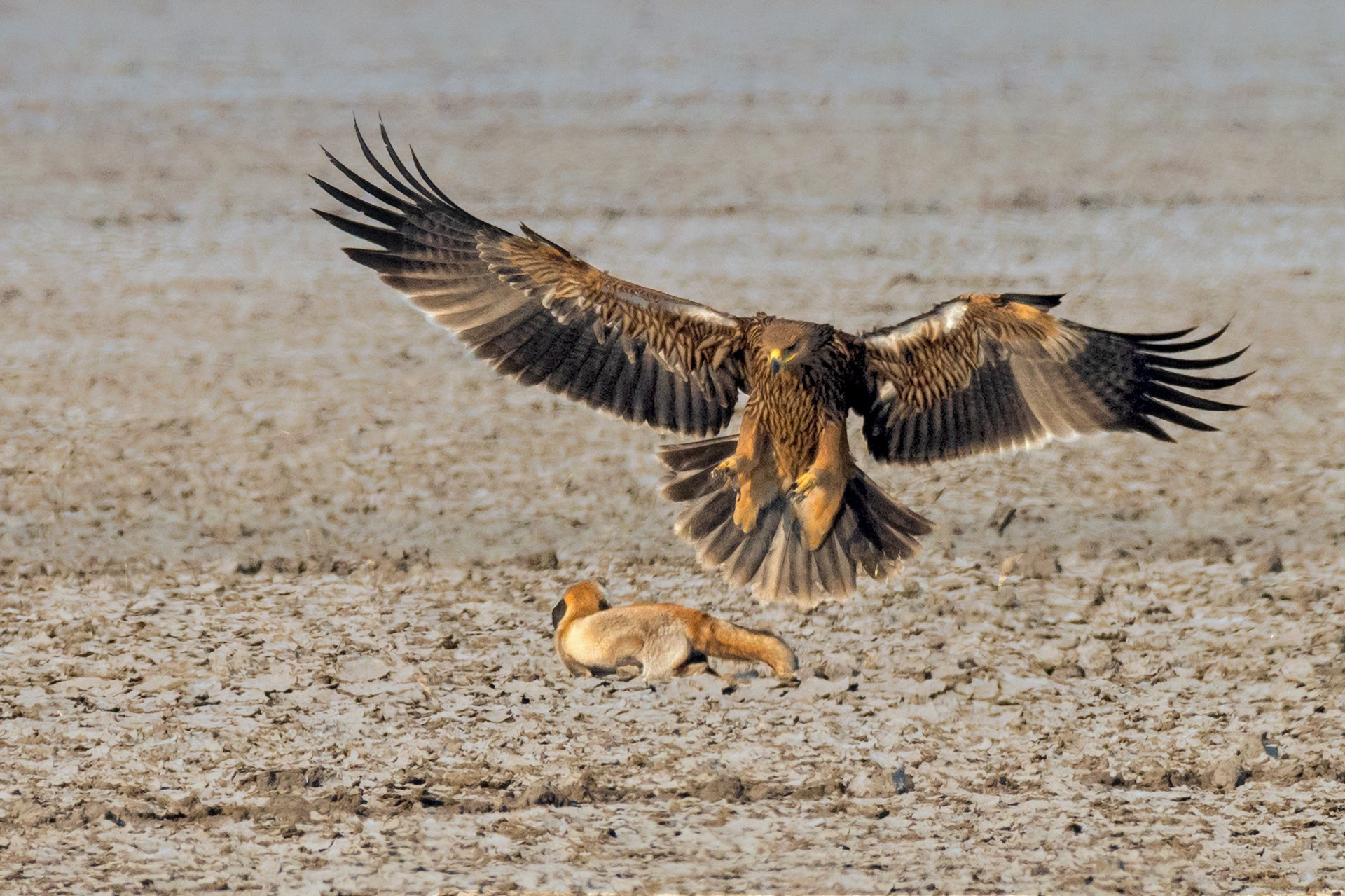 Eastern Imperial Eagle hunting a Desert Fox