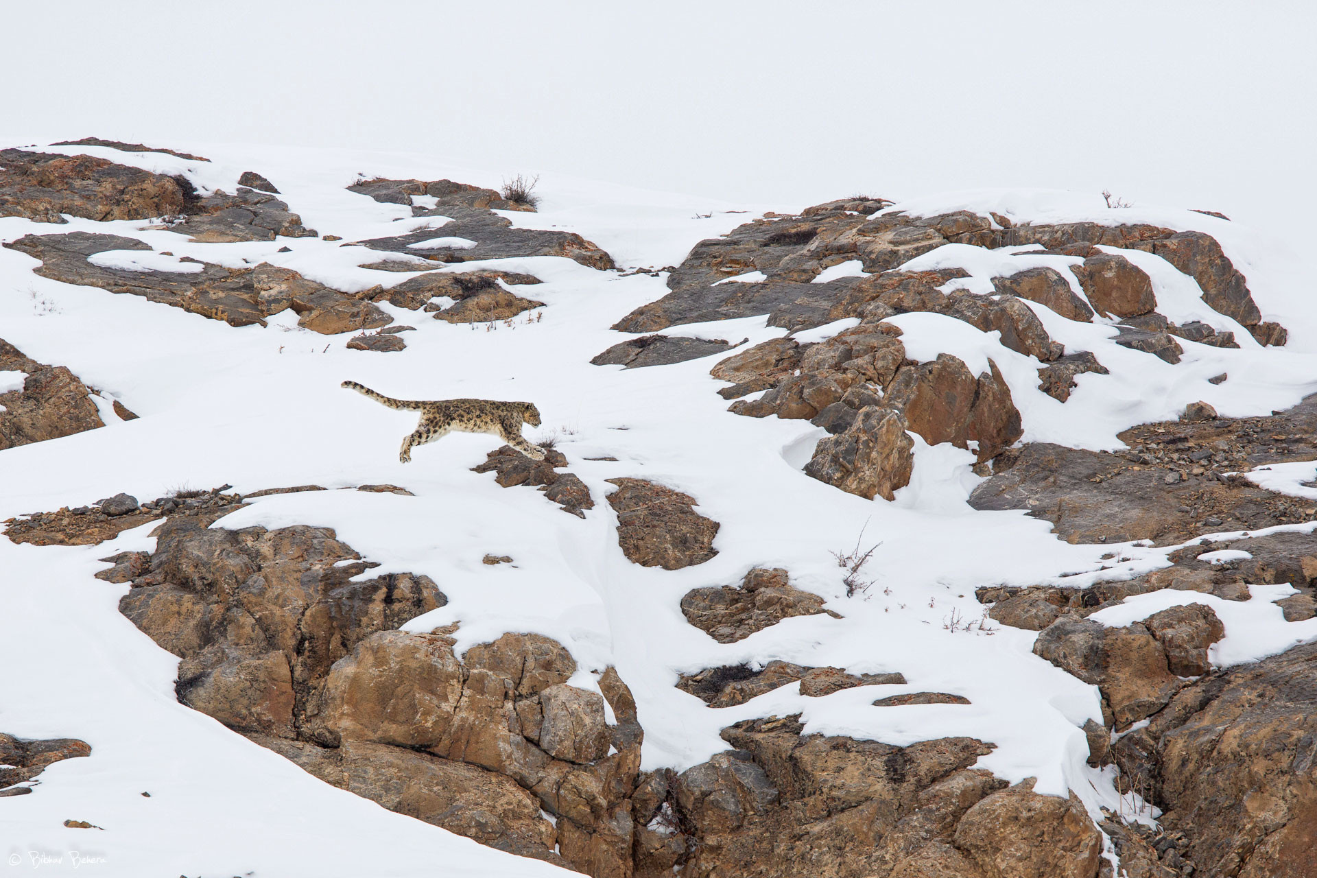 Snow Leopard long jump