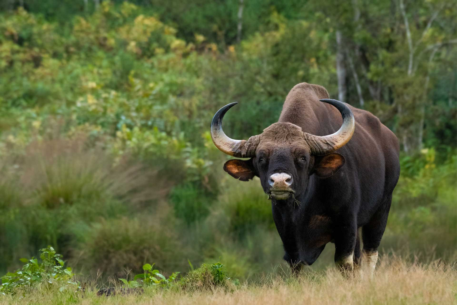     Bihar Goa Gaur Ajeesh VS | Nature Infocus