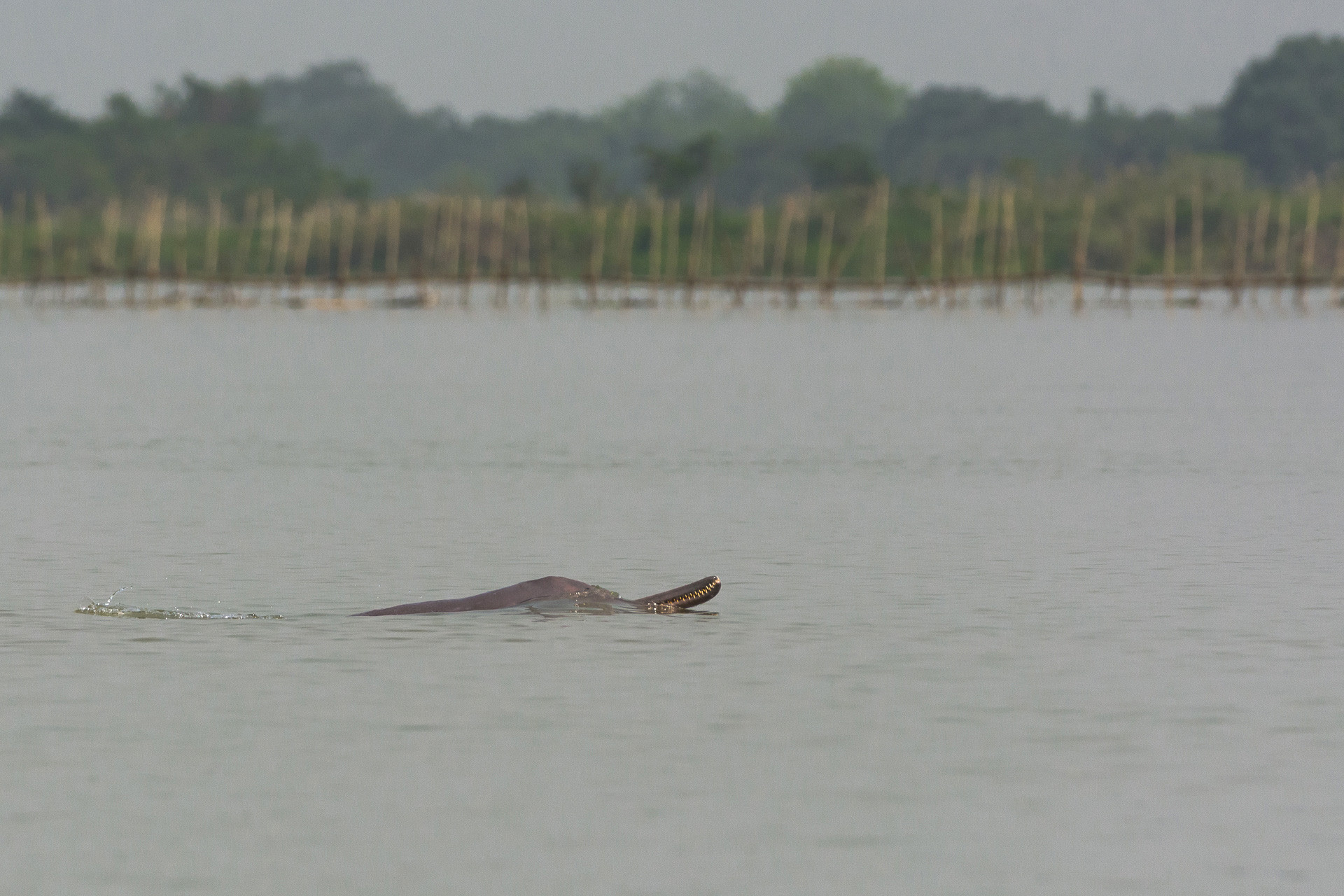 Bihar Ritobroto Moitra | Nature Infocus